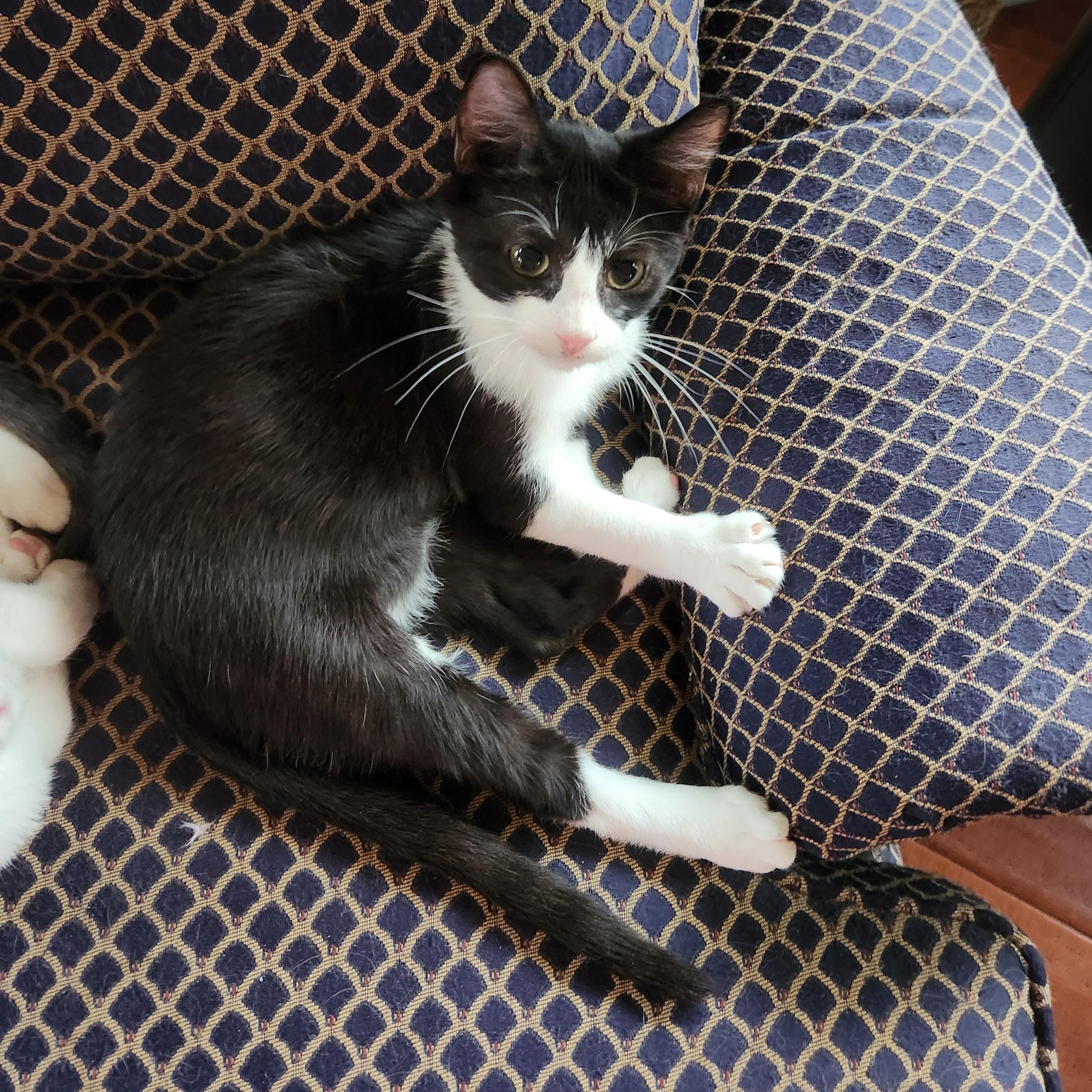 Enlarge Purcilla (Velco kitty), an adopted American Shorthair in Allen, TX image 4/6