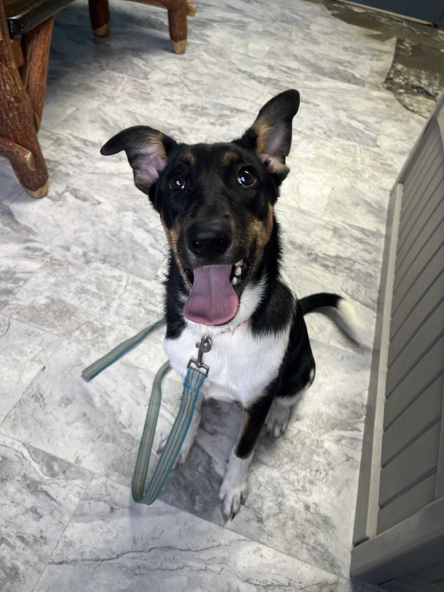 Kate McCallister, ADOPTABLE, Young Female Mixed Breed.