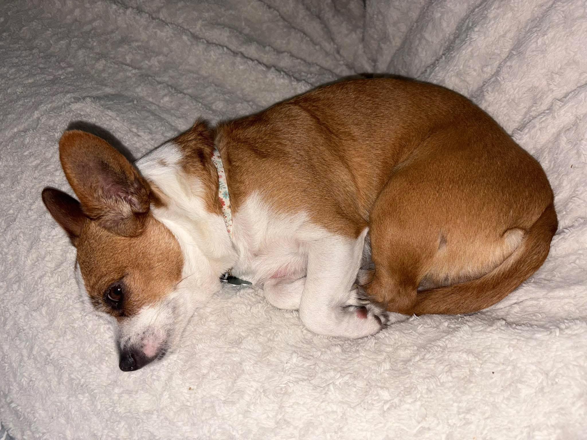 Jazzy, Adopted, Adult Female Corgi & Jack Russell Terrier.