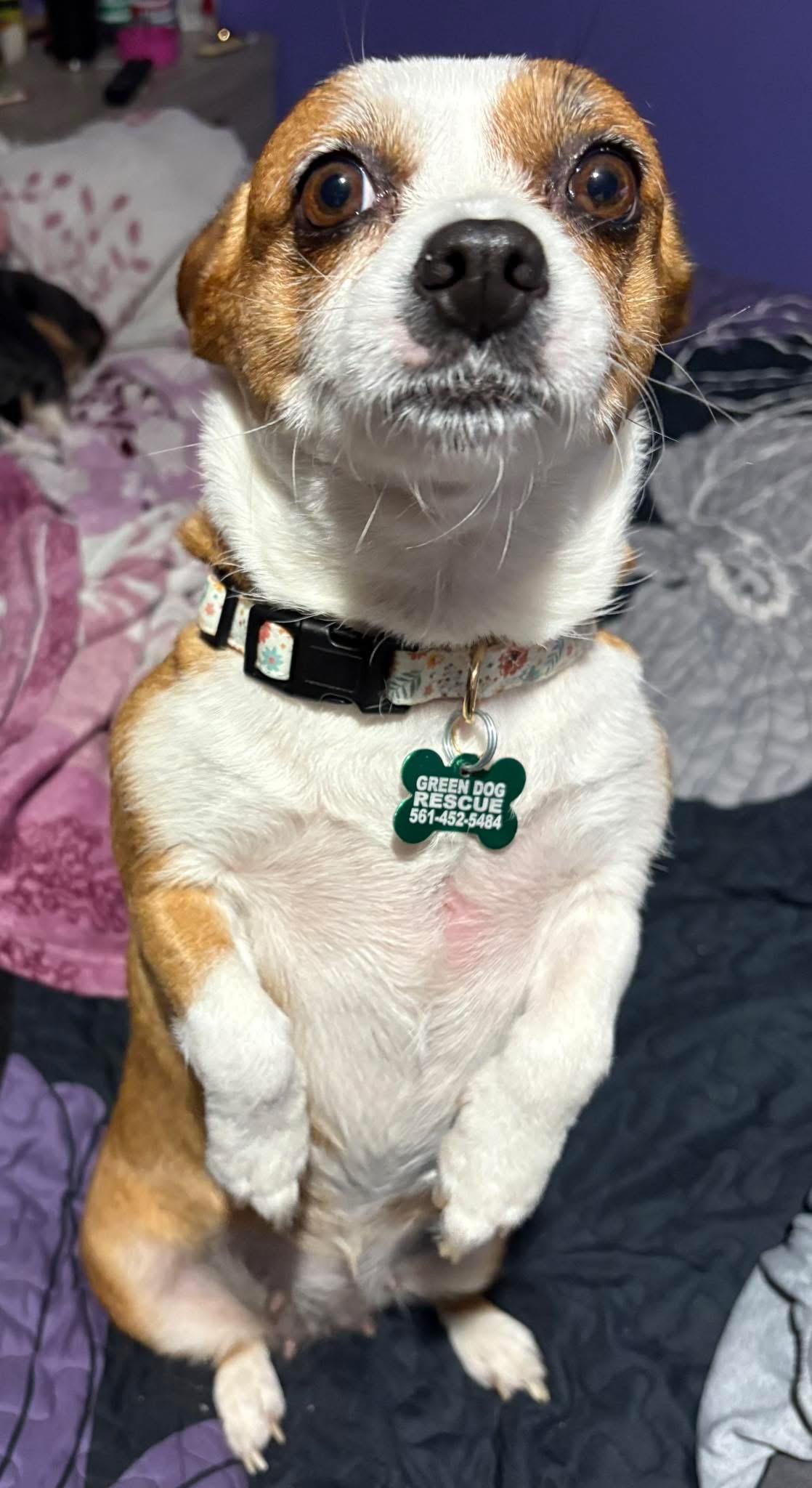 Enlarge Jazzy, a Adopted mixed breed in Boynton Beach, FL image 2/6