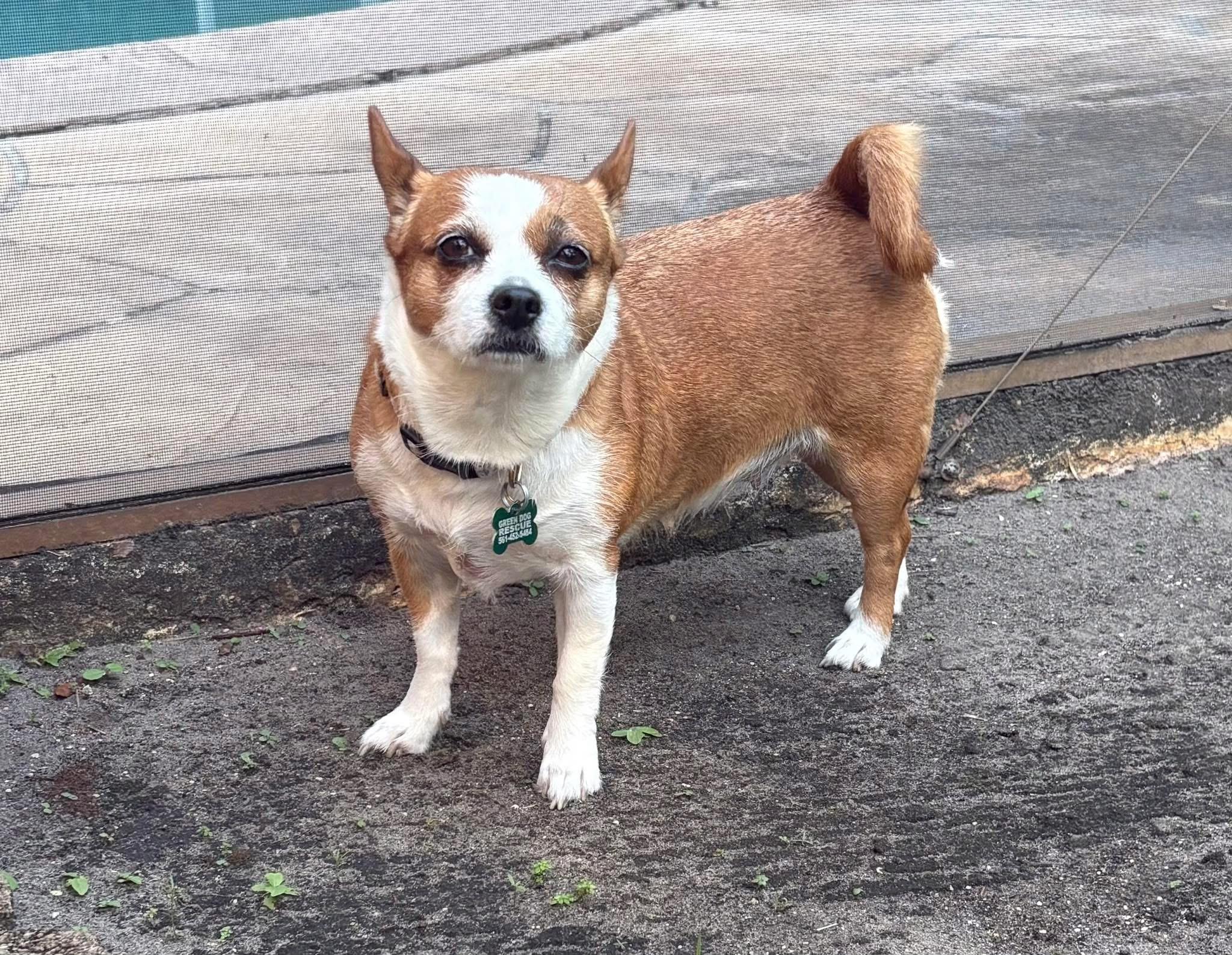 Enlarge Jazzy, a Adopted mixed breed in Boynton Beach, FL image 3/6