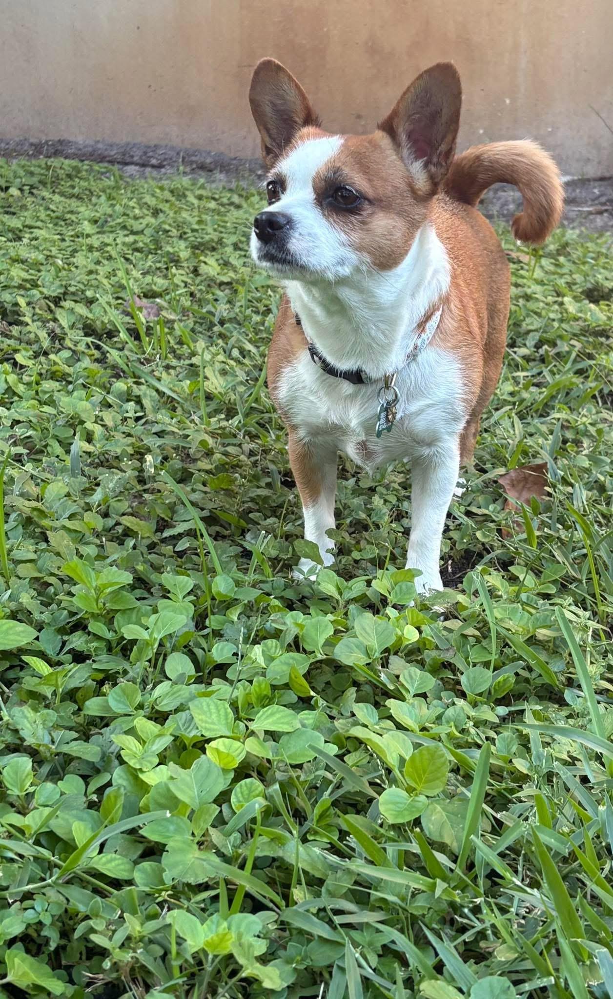 Enlarge Jazzy, a Adopted mixed breed in Boynton Beach, FL image 4/6