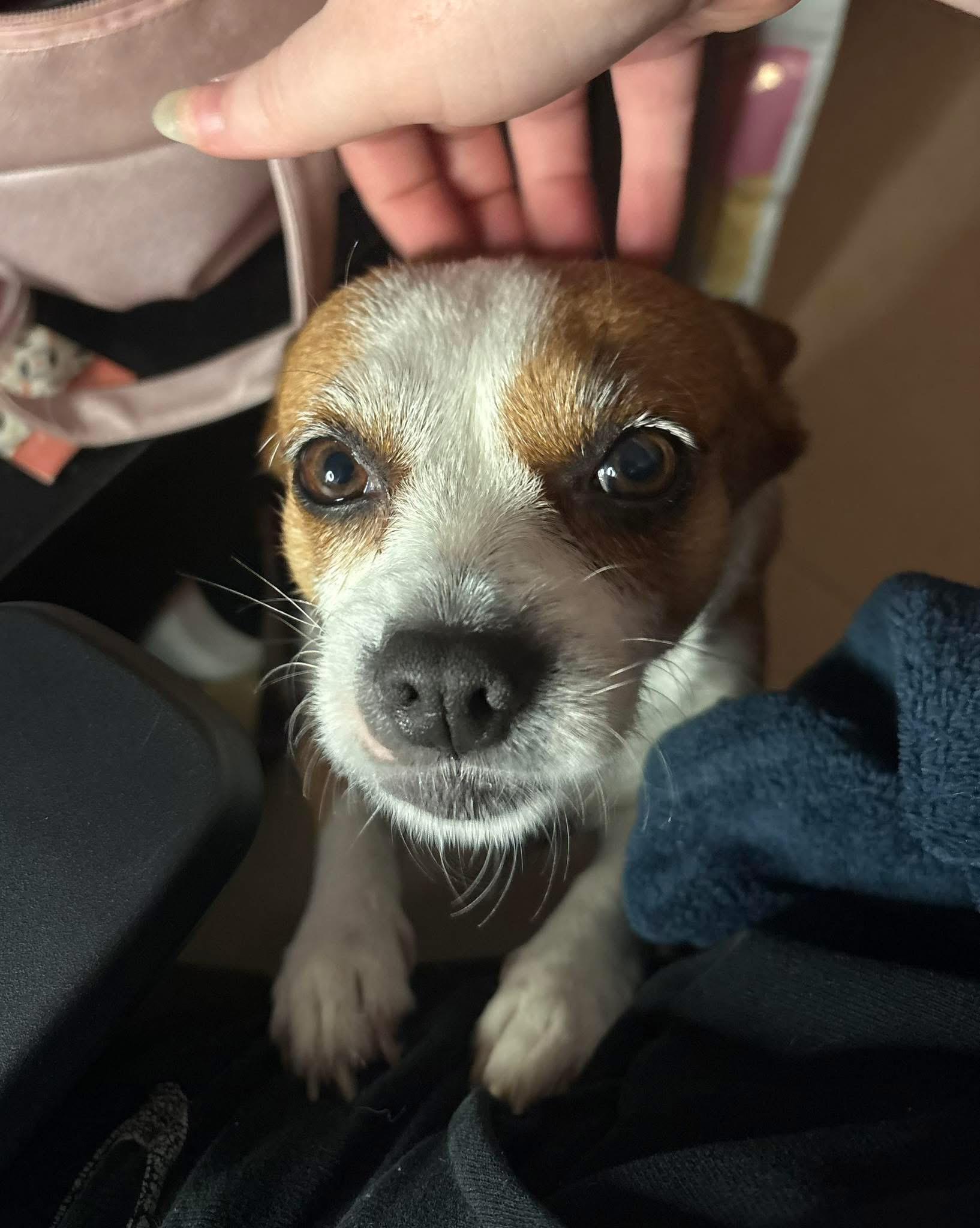 Enlarge Jazzy, a Adopted mixed breed in Boynton Beach, FL image 5/6