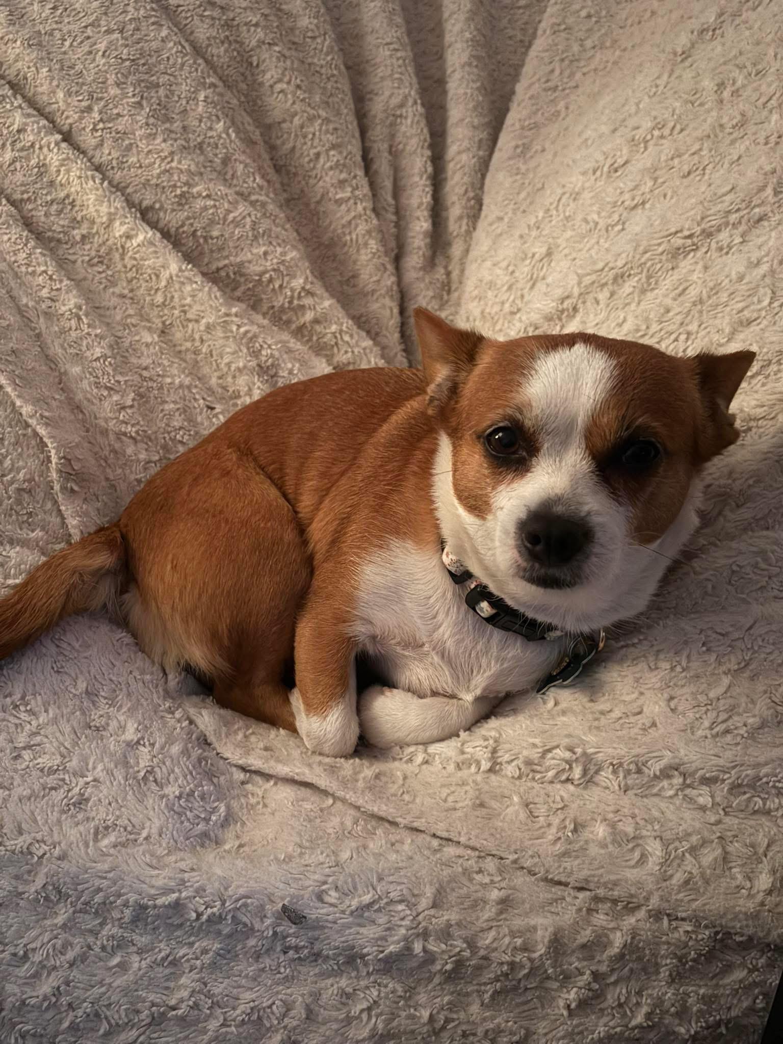 Enlarge Jazzy, a Adopted mixed breed in Boynton Beach, FL image 6/6