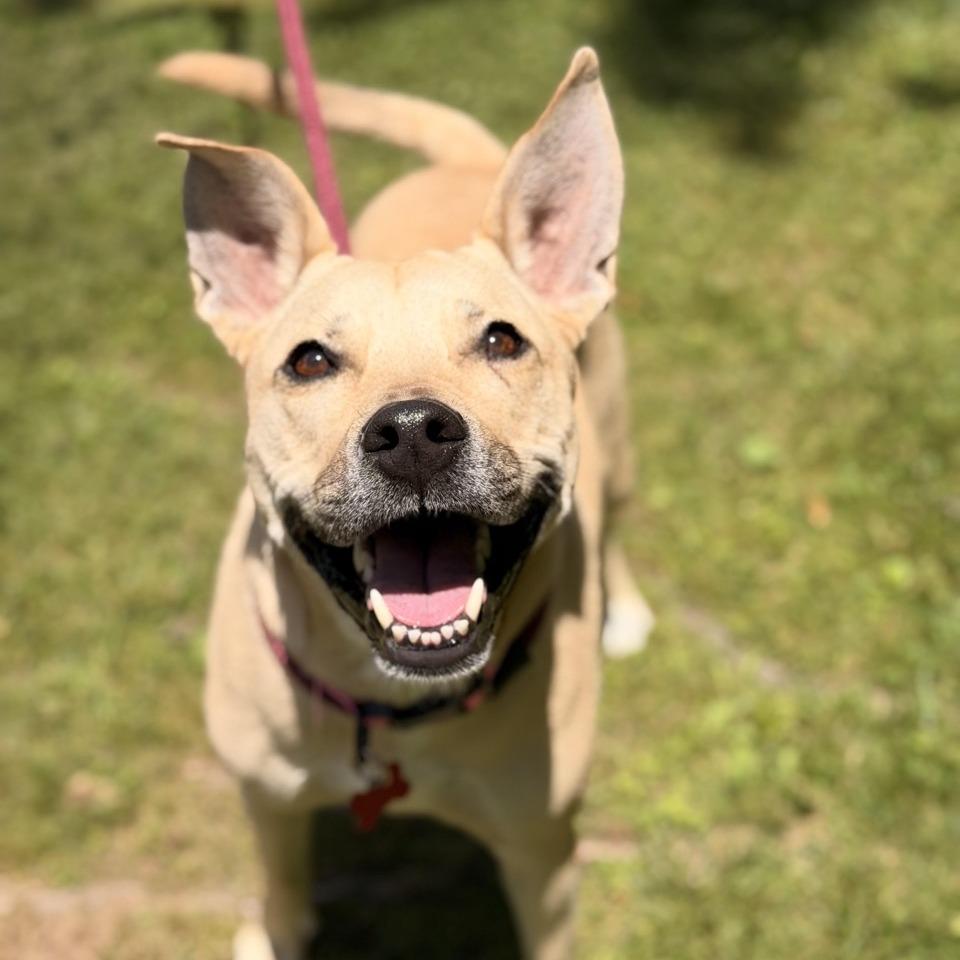 Cristal, Adoptable, Adult Female Yellow Labrador Retriever & Husky.