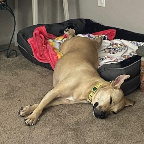 Cristal, Adoptable, Adult Female Yellow Labrador Retriever & Husky.