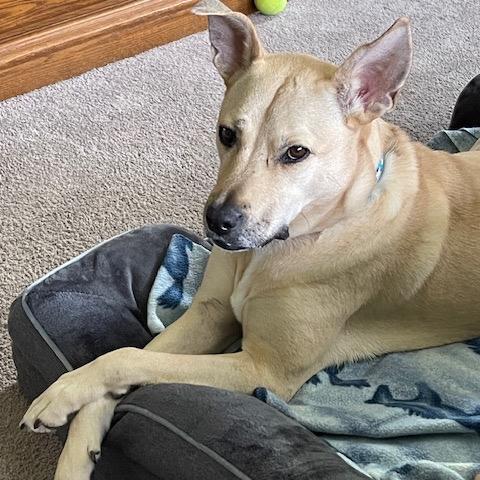 Cristal, a Adoptable mixed breed in Sparta, NJ image 2/5