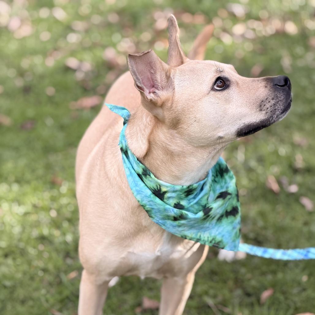 Cristal, a Adoptable mixed breed in Sparta, NJ image 3/5