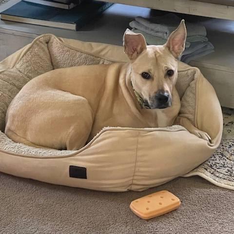 Cristal, a Adoptable mixed breed in Sparta, NJ image 5/5