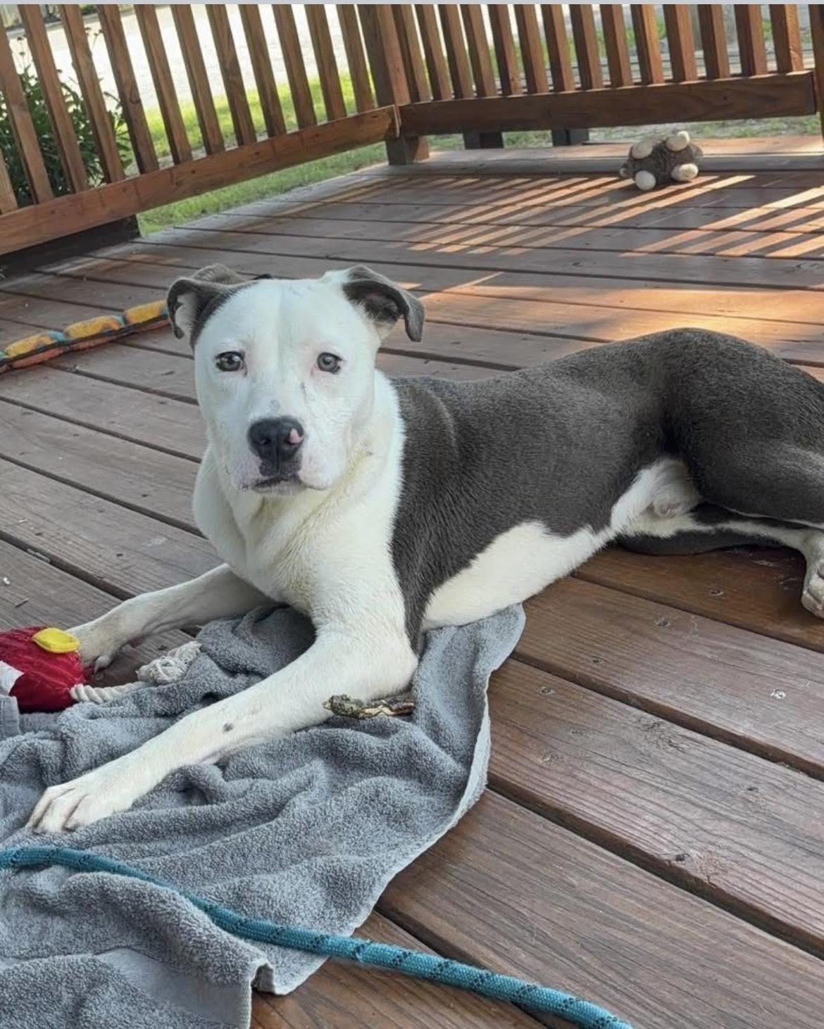 Spud, a Adoptable mixed breed in Collierville, TN image 2/5