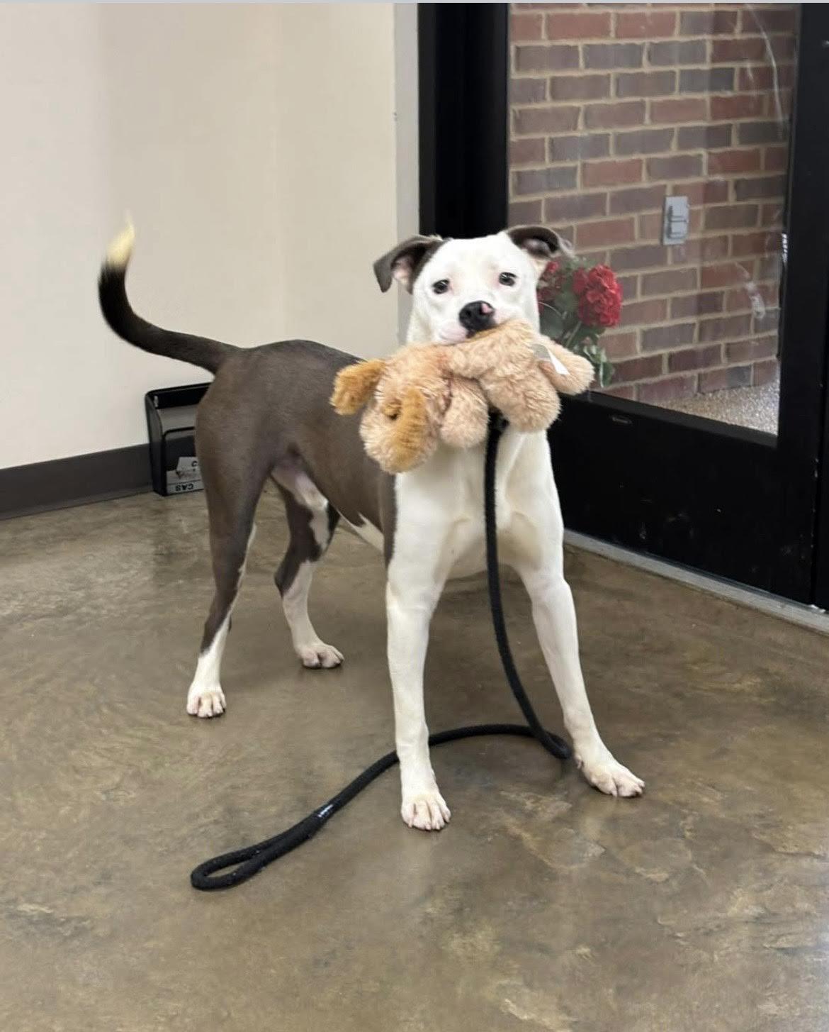Spud, a Adoptable mixed breed in Collierville, TN image 1/5