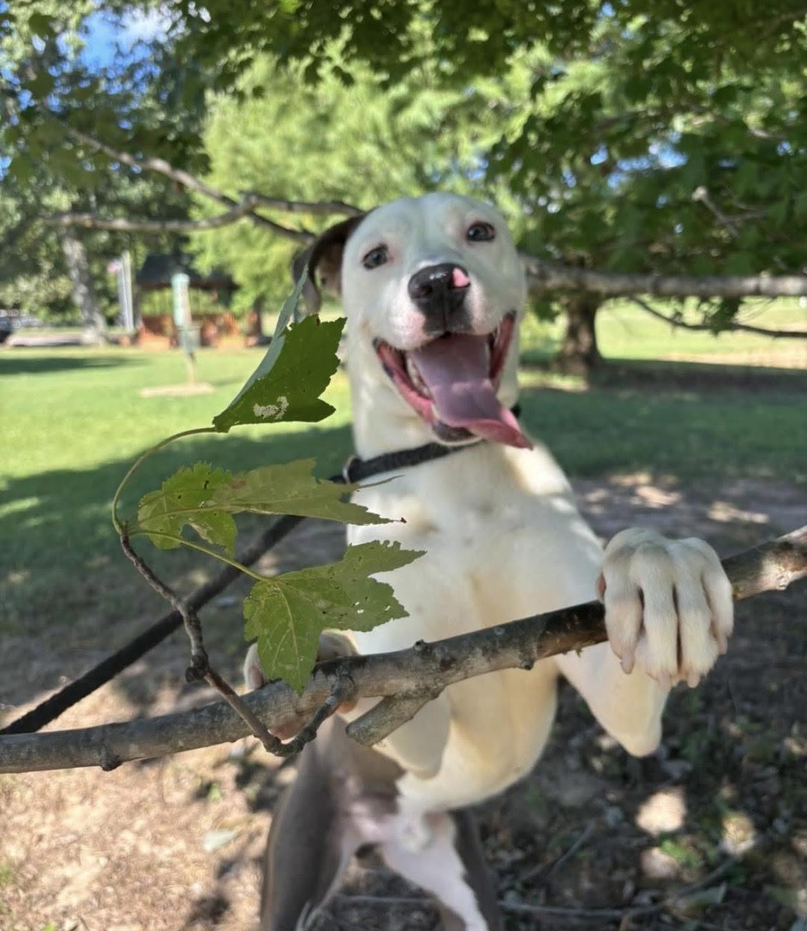 Spud, a Adoptable mixed breed in Collierville, TN image 3/5