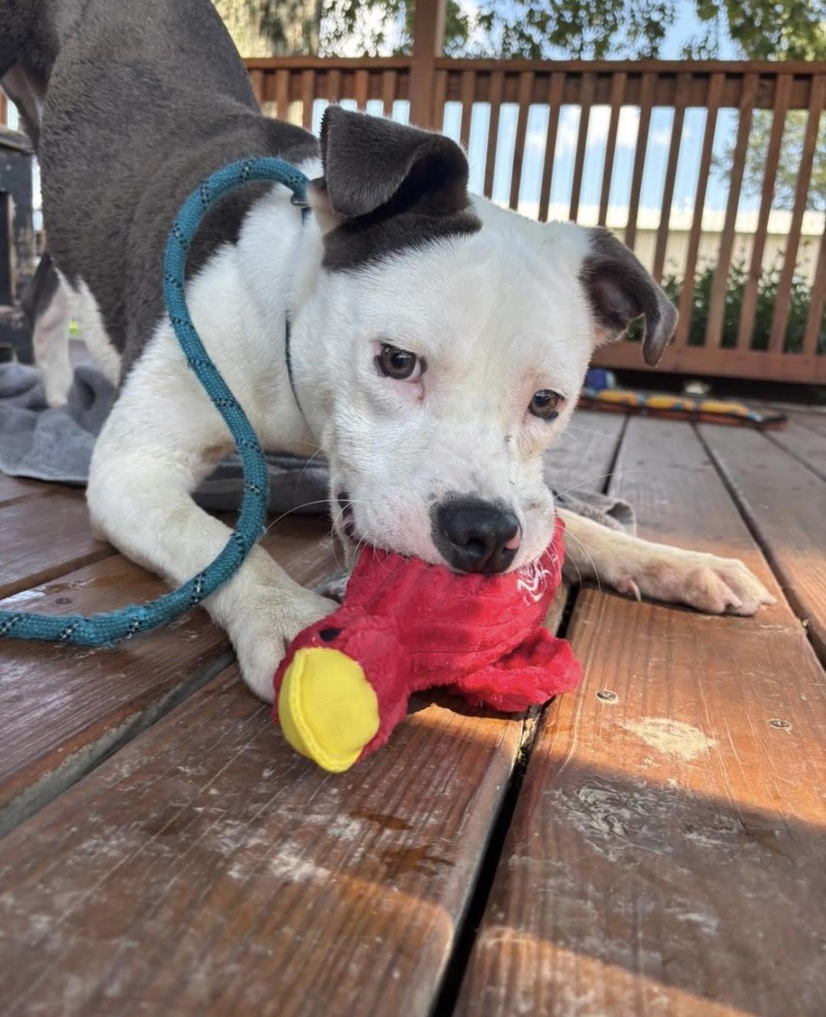 Spud, a Adoptable mixed breed in Collierville, TN image 4/5