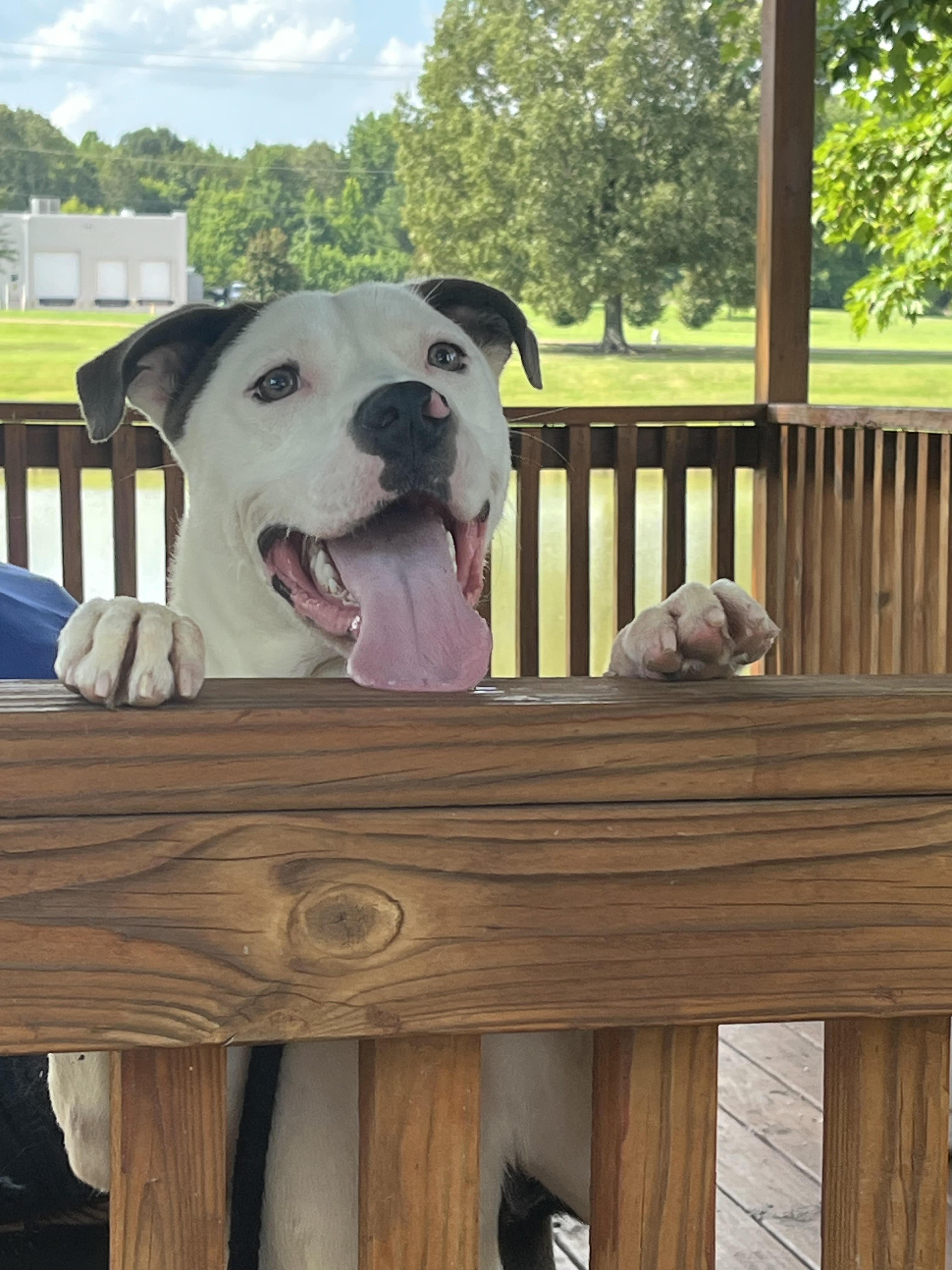 Spud, a Adoptable mixed breed in Collierville, TN image 5/5