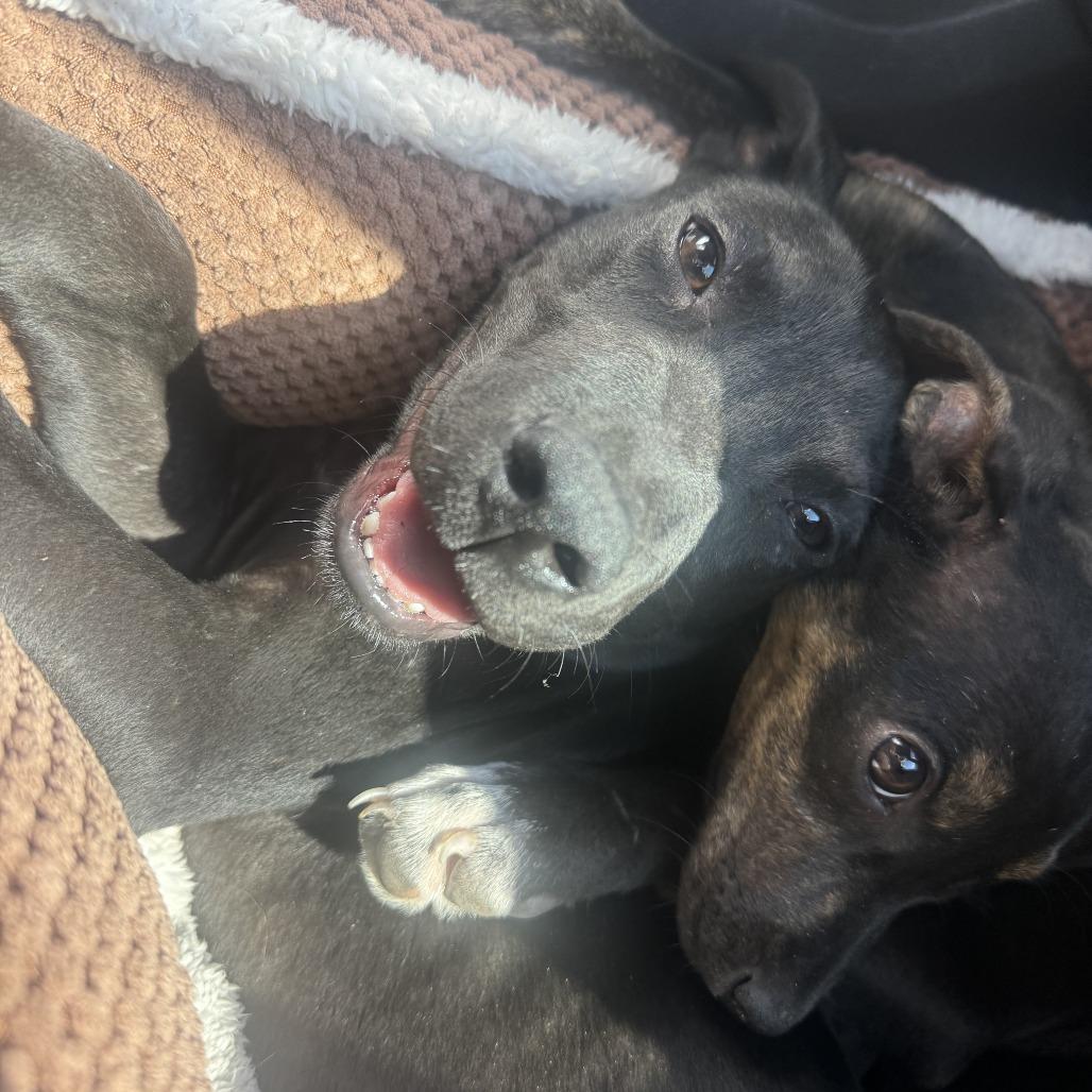 *Courtesy Listing - Tucker, Adoptable, Young Male Black Labrador Retriever & Pit Bull Terrier.