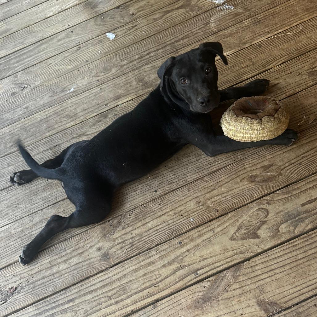 Enlarge *Courtesy Listing - Tucker, a Adoptable mixed breed in Tuscaloosa, AL image 2/5