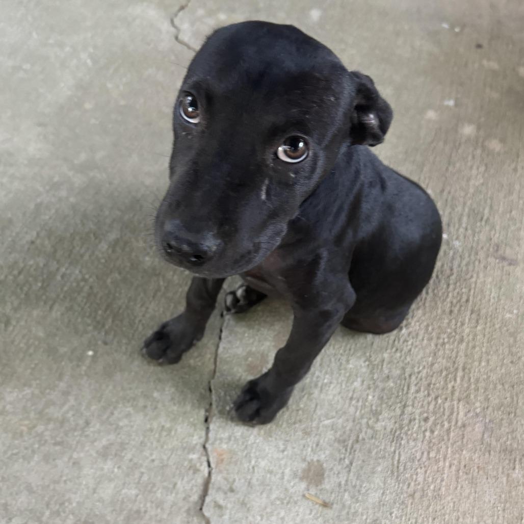 Enlarge *Courtesy Listing - Tucker, a Adoptable mixed breed in Tuscaloosa, AL image 3/5