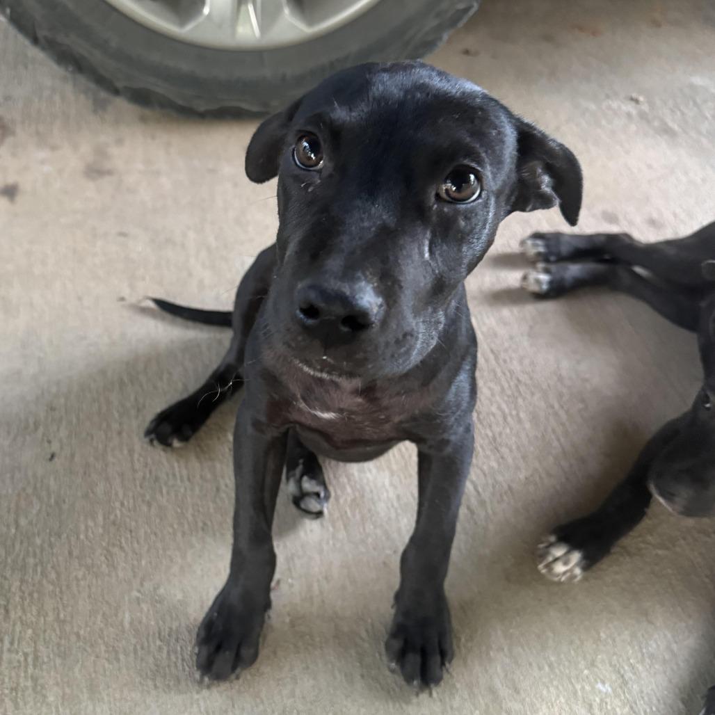 Enlarge *Courtesy Listing - Tucker, a Adoptable mixed breed in Tuscaloosa, AL image 4/5