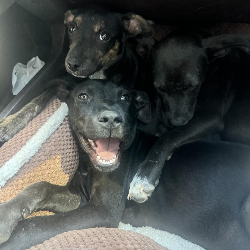 Enlarge *Courtesy Listing - Tucker, a Adoptable mixed breed in Tuscaloosa, AL image 5/5