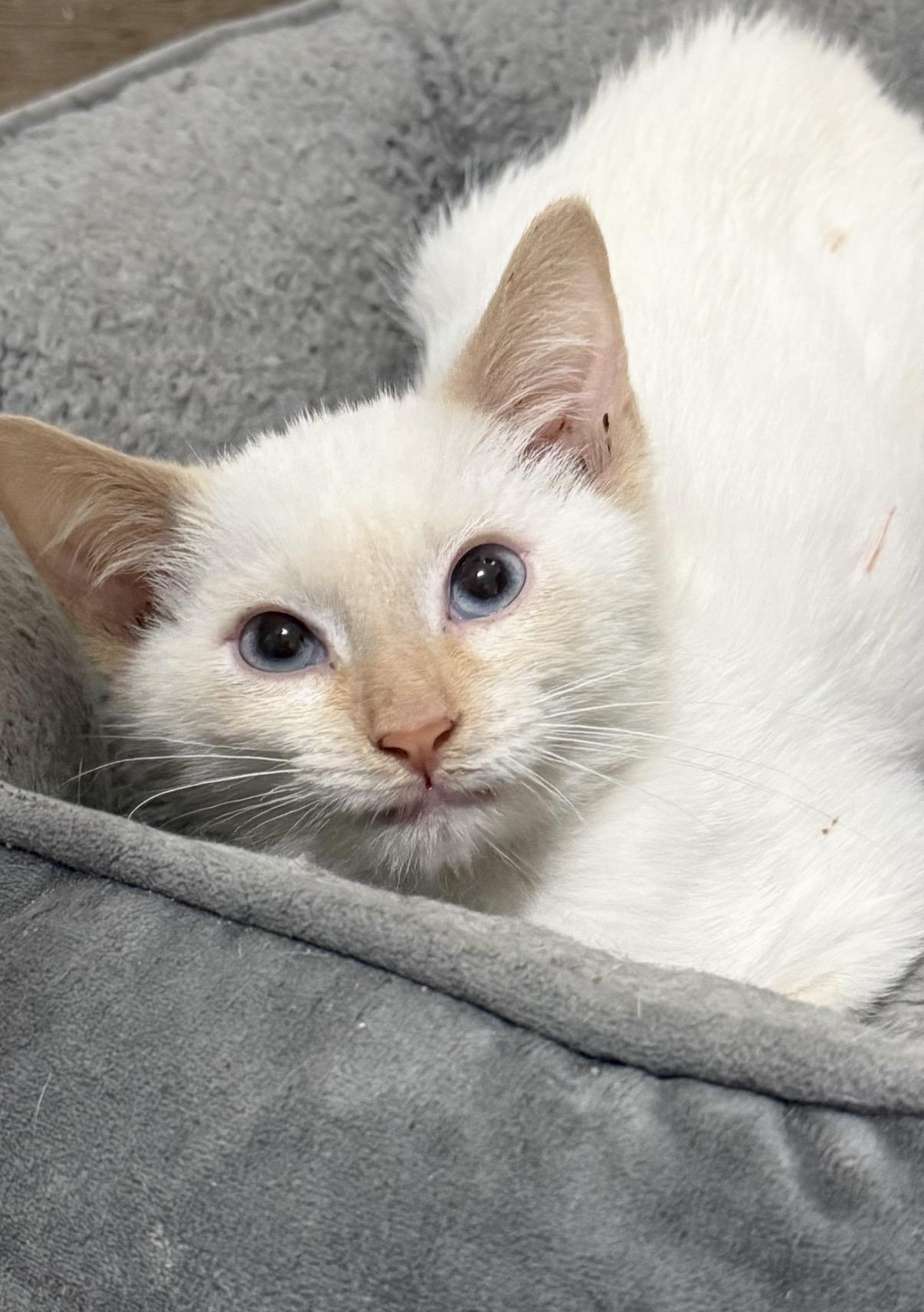 Enlarge Snowfie, a Adopted Siamese in Old Bridge, NJ image 1/6