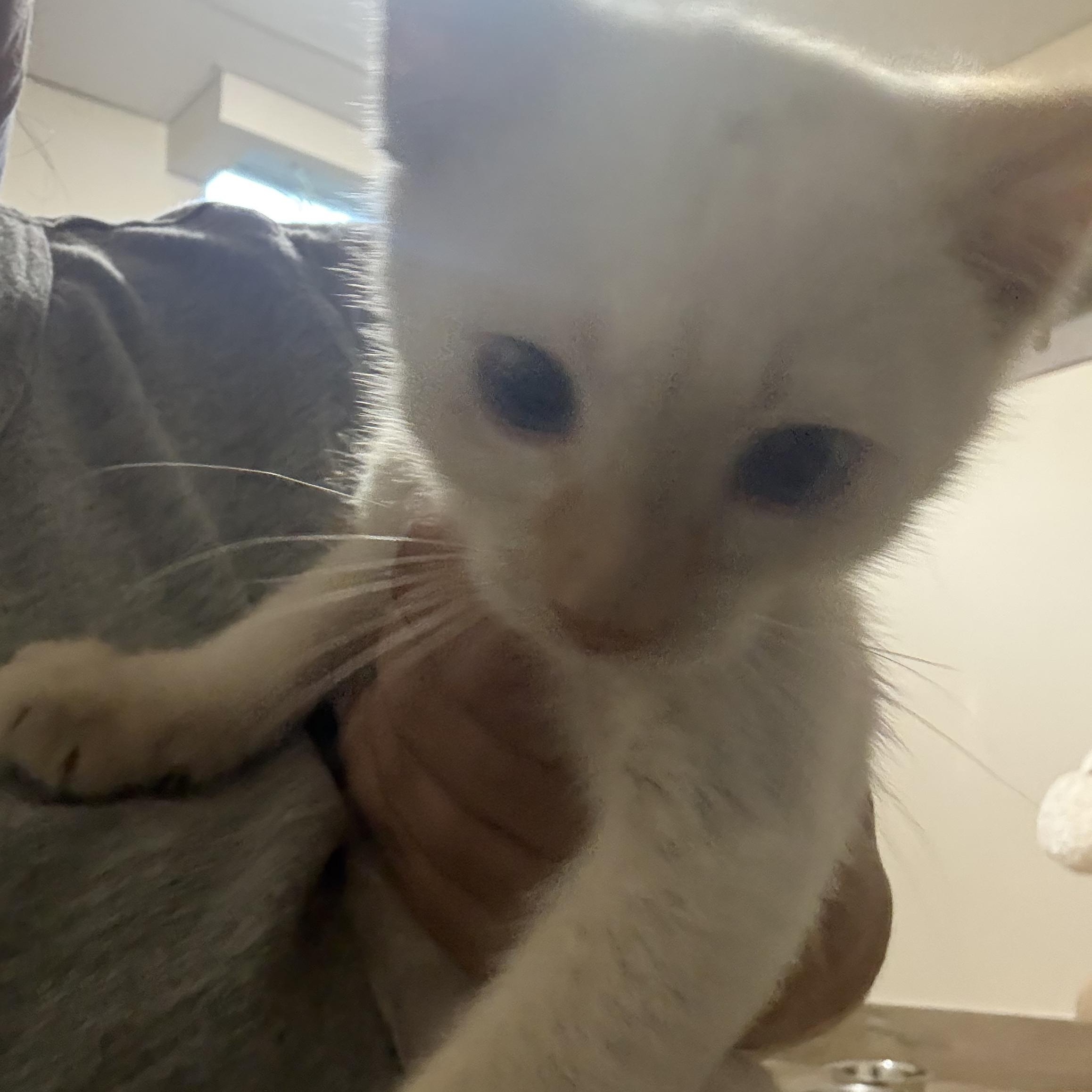 Enlarge Snowfie, a Adopted Siamese in Old Bridge, NJ image 4/6