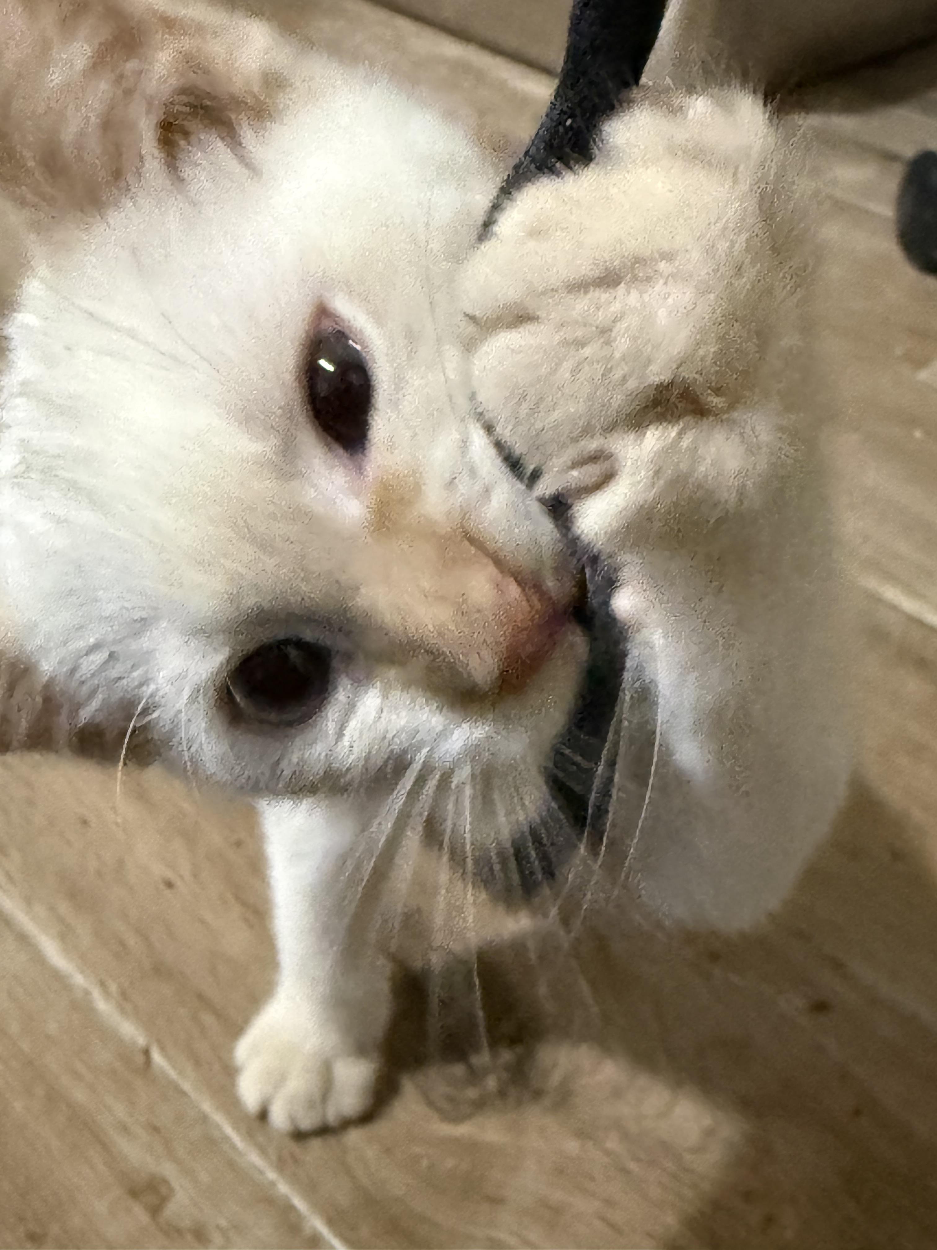 Enlarge Snowfie, a Adopted Siamese in Old Bridge, NJ image 5/6