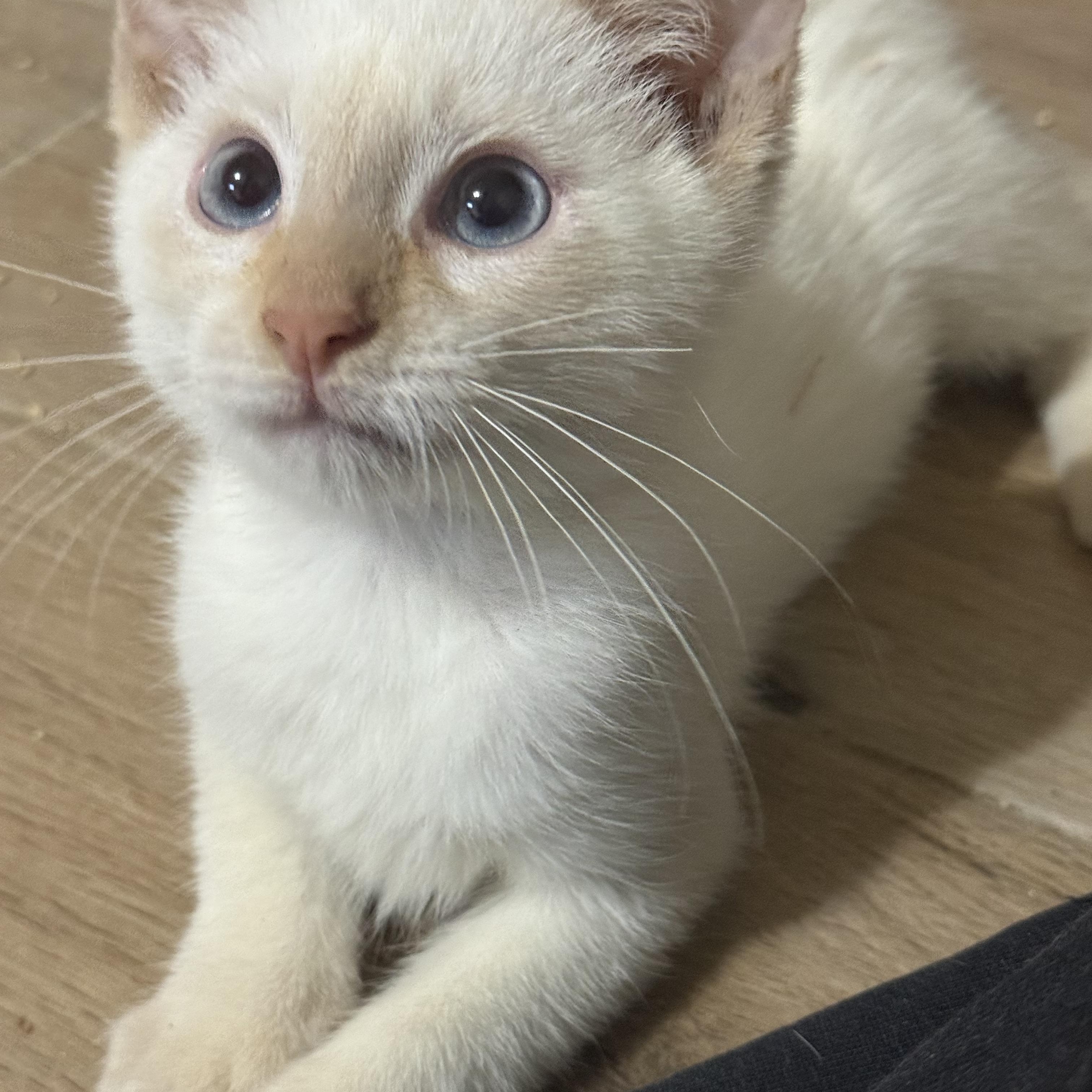 Enlarge Snowfie, a Adopted Siamese in Old Bridge, NJ image 2/6