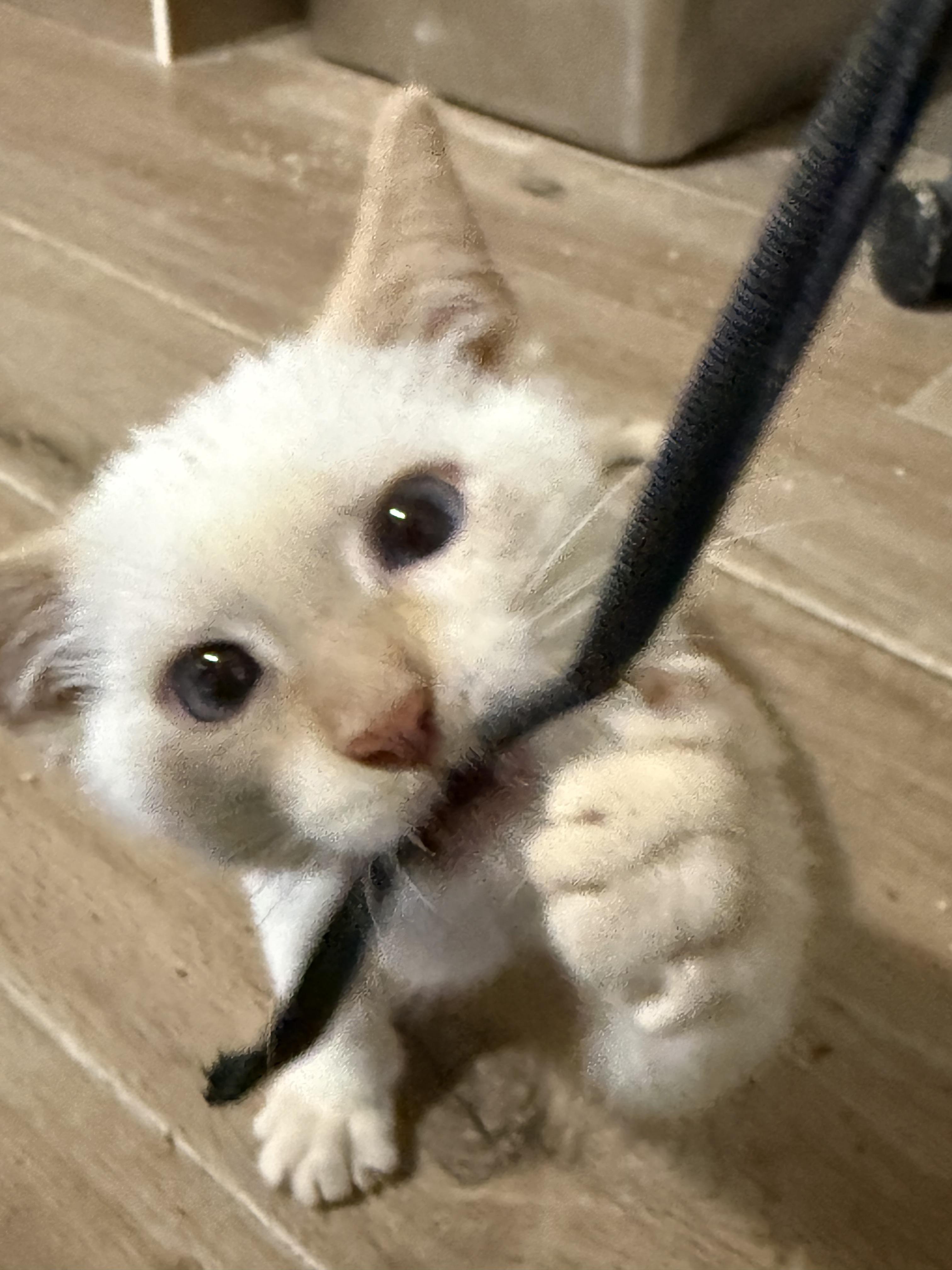 Enlarge Snowfie, a Adopted Siamese in Old Bridge, NJ image 6/6