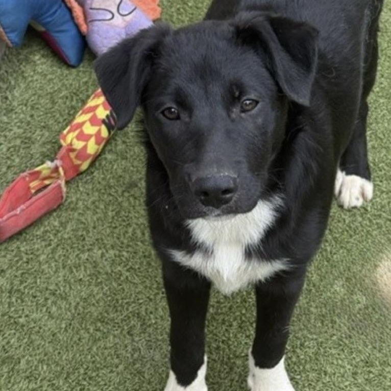 Twinkle, a Adoptable mixed breed in burnsville, MN image 6/6