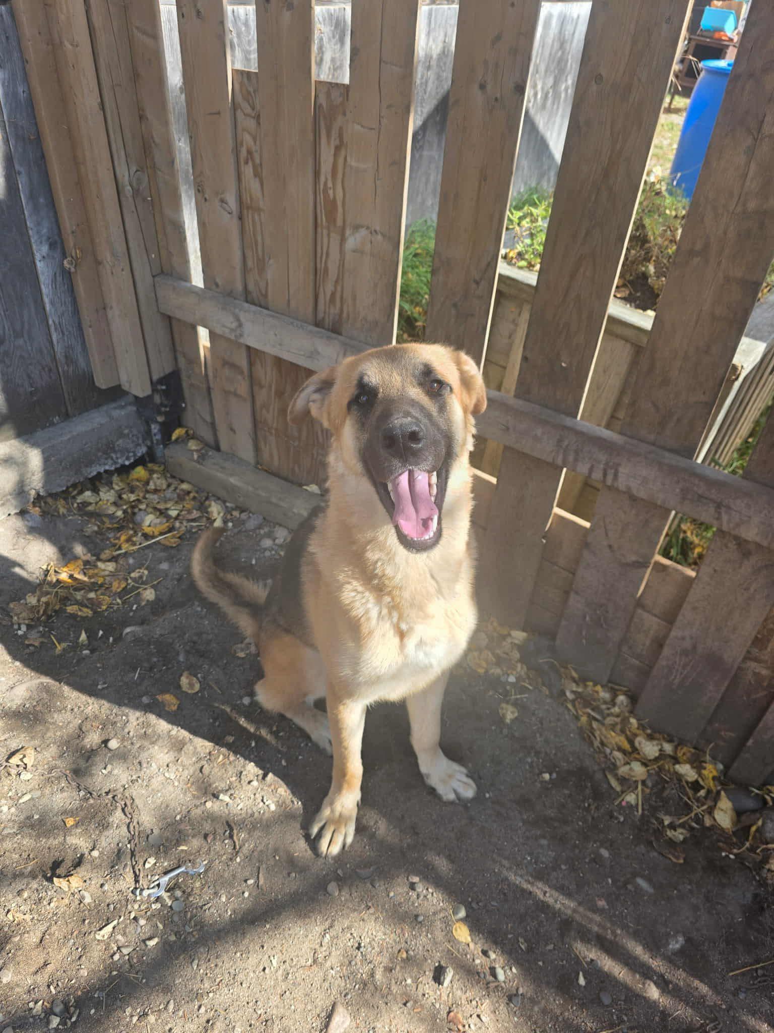 Grizzly, Adoptable, Adult Male German Shepherd Dog.