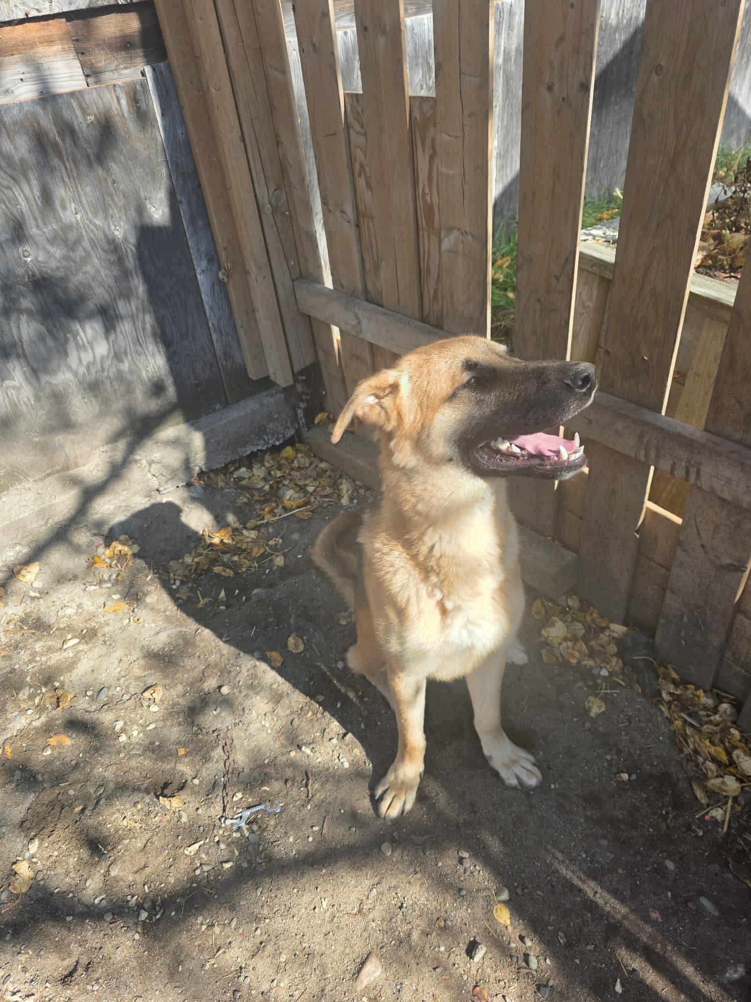 Enlarge Grizzly, a Adoptable mixed breed in Kirkland Lake, ON image 2/2