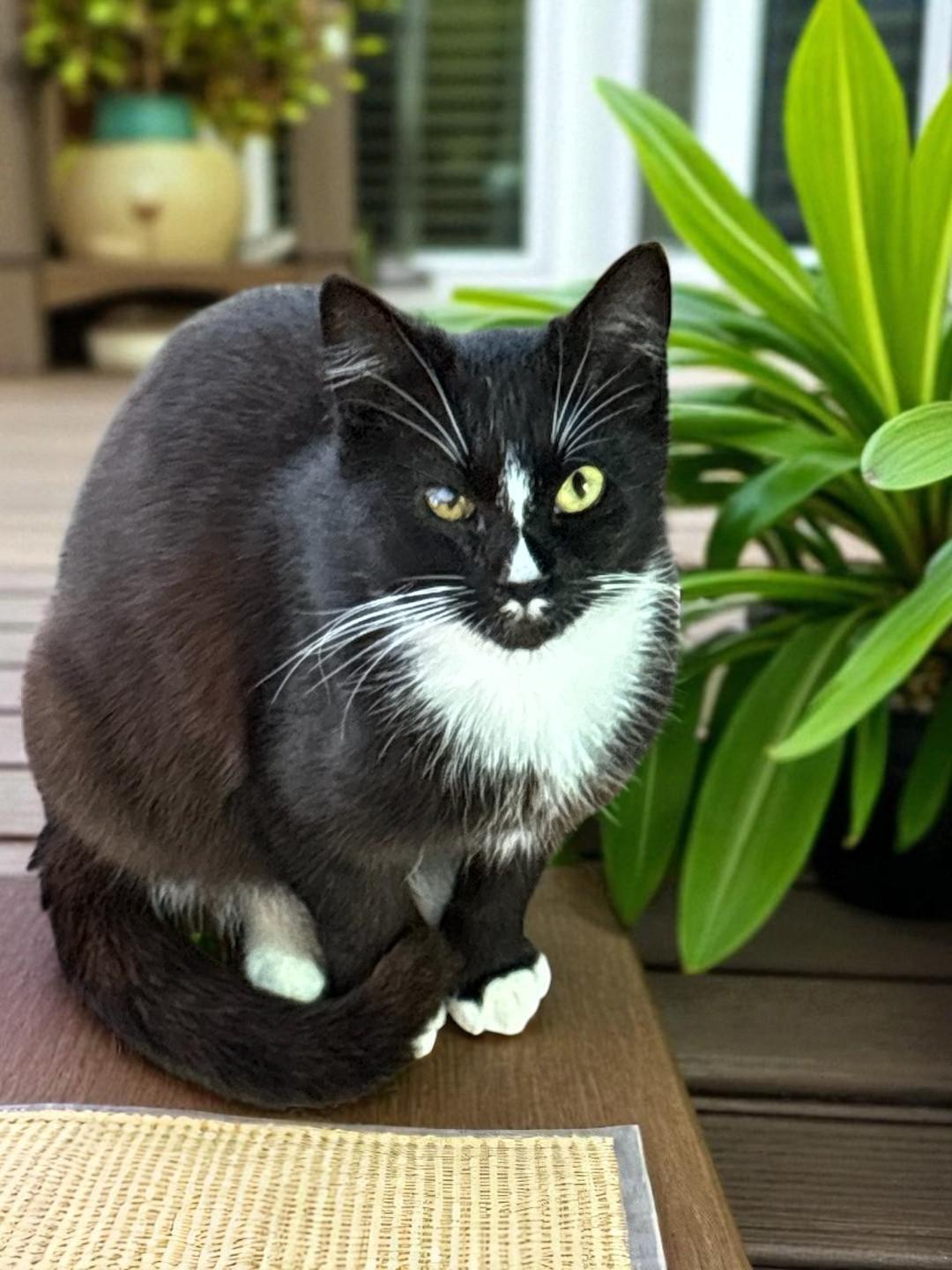 Giaa Tuxedo Treasure With thumbnail 5