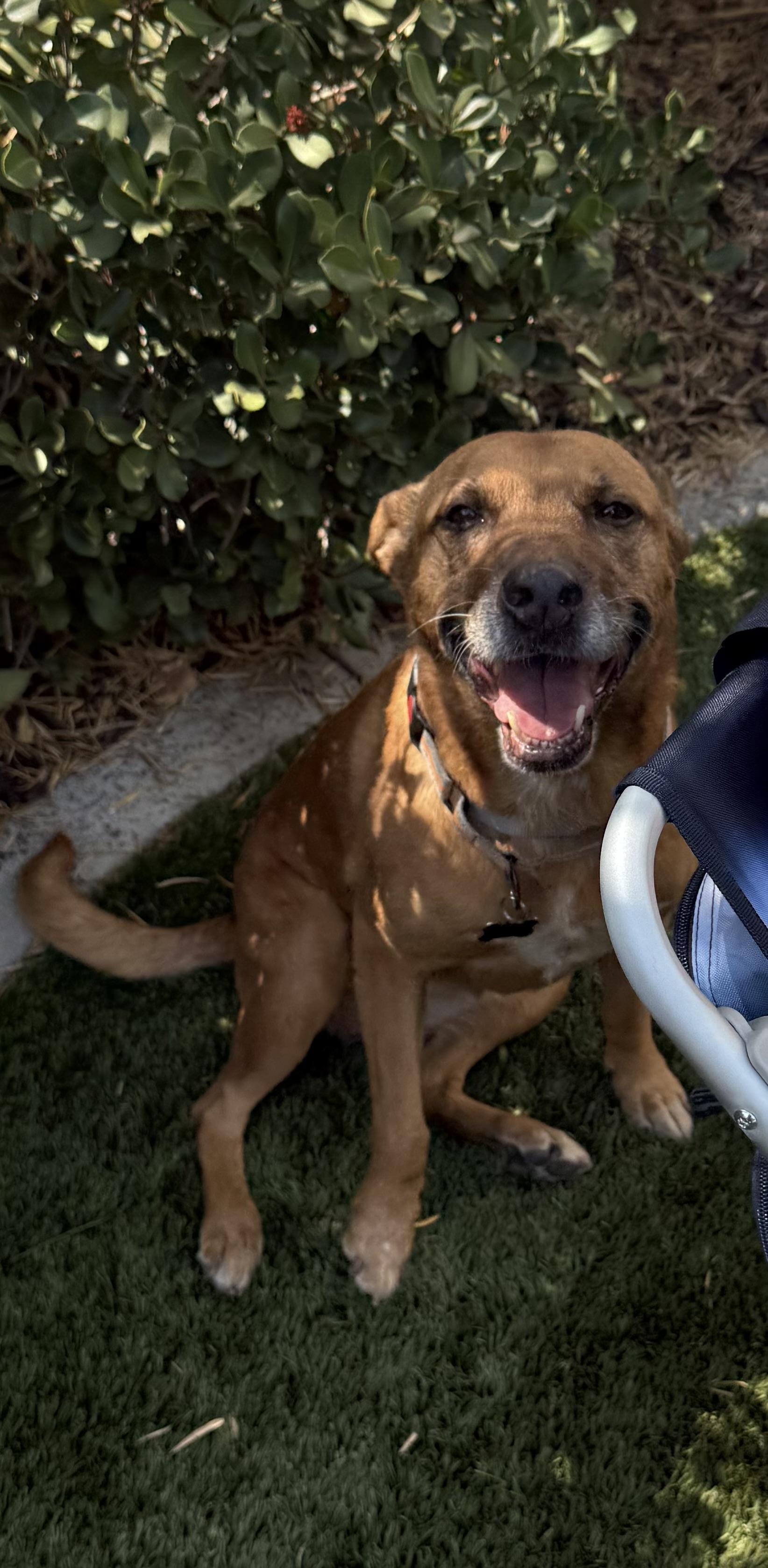 Enlarge Michele, a ADOPTABLE mixed breed in Murrieta, CA image 2/5