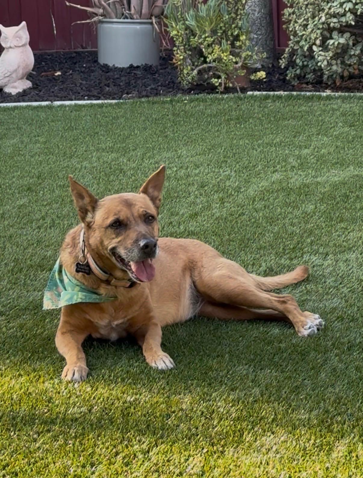 Enlarge Michele, a ADOPTABLE mixed breed in Murrieta, CA image 5/5