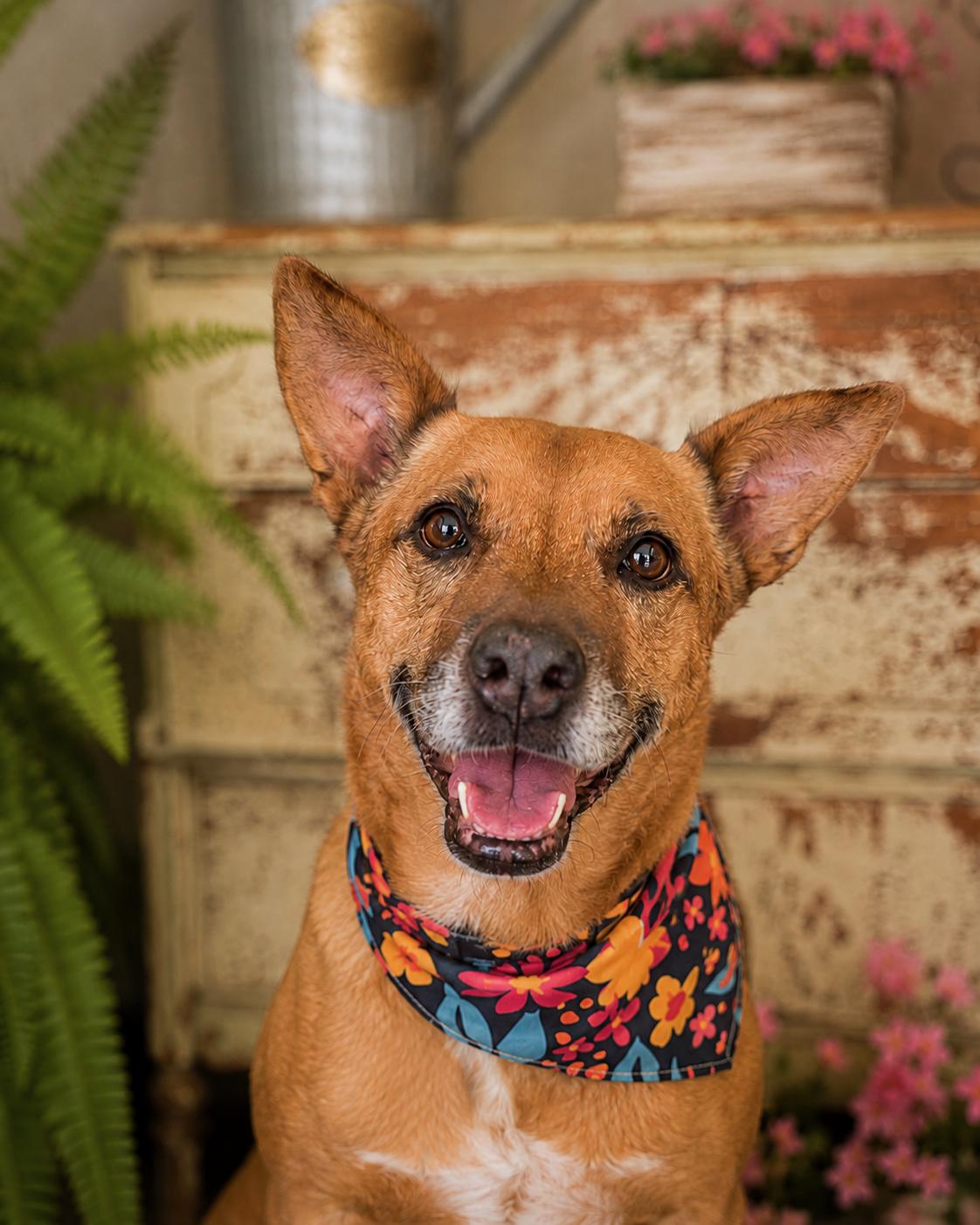 Enlarge Michele, a ADOPTABLE mixed breed in Murrieta, CA image 4/5