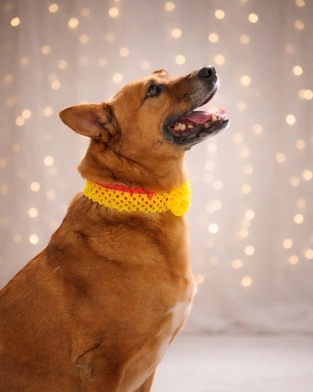 Michele, a ADOPTABLE mixed breed in Murrieta, CA image 4/6