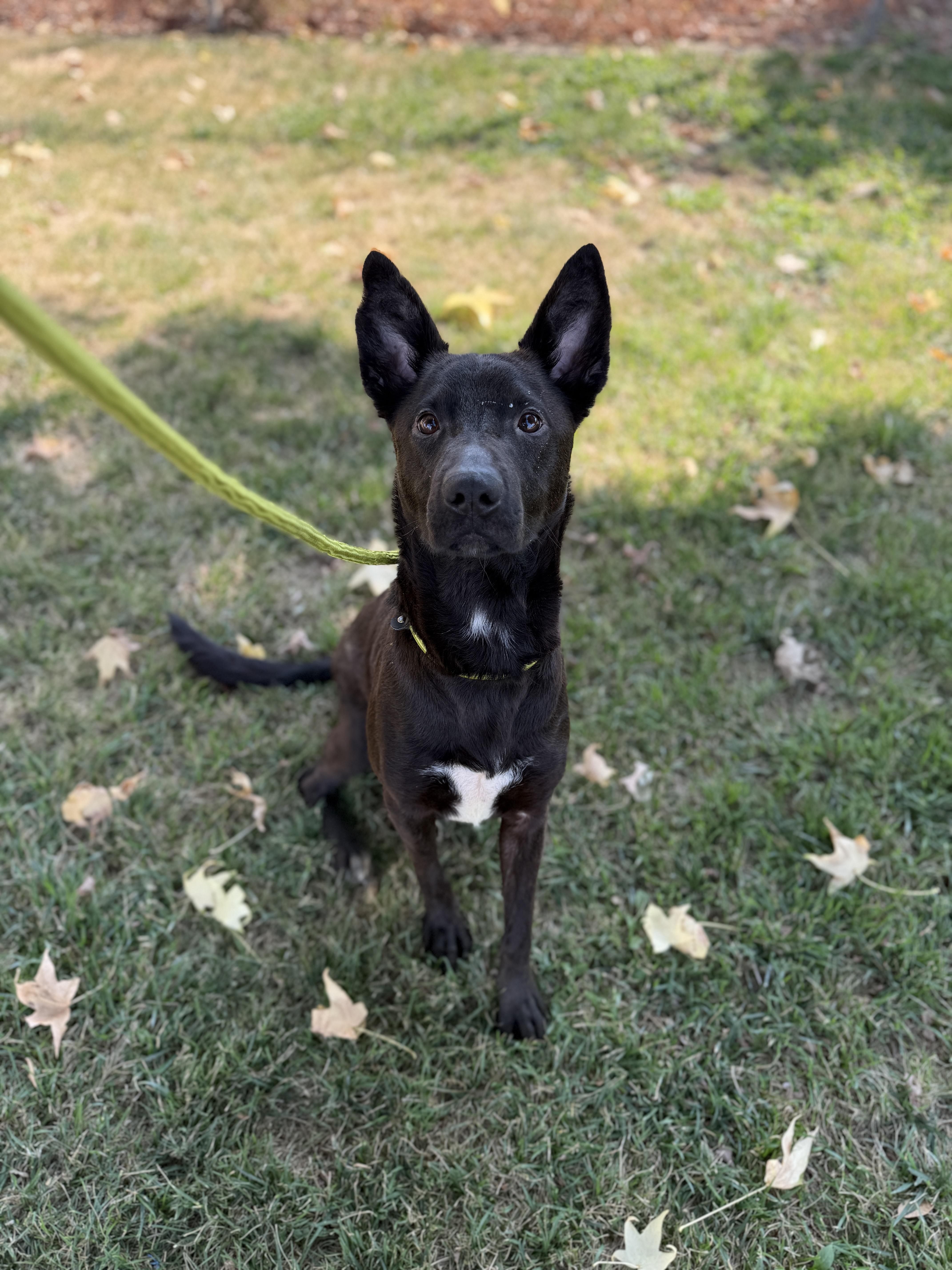 Enlarge Lena, a Adoptable mixed breed in Oakdale, CA image 1/1