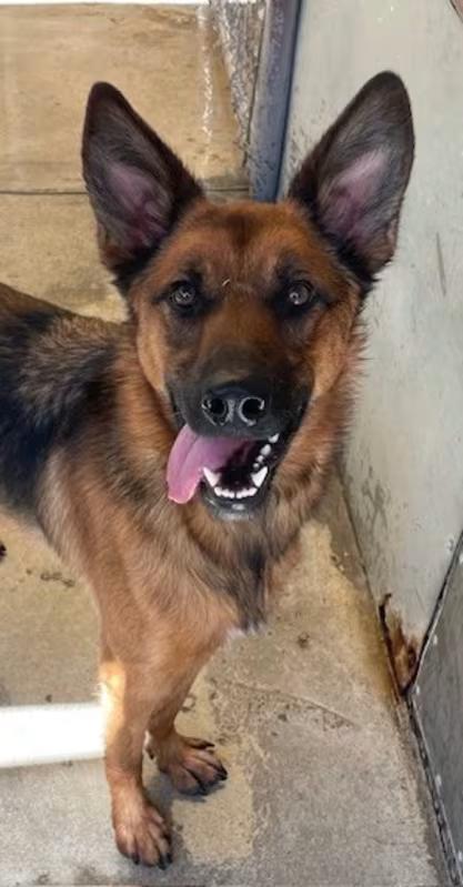 Caramel, Adoptable, Adult Female German Shepherd Dog.