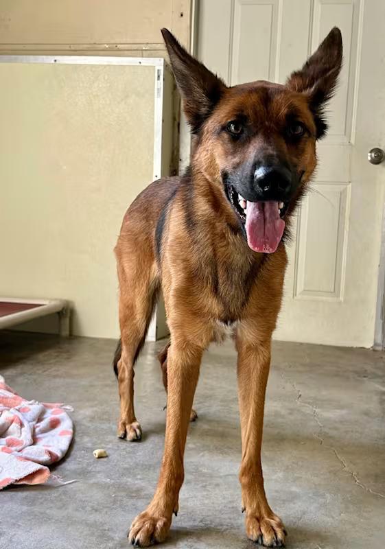 Caramel, Adoptable, Adult Female German Shepherd Dog.