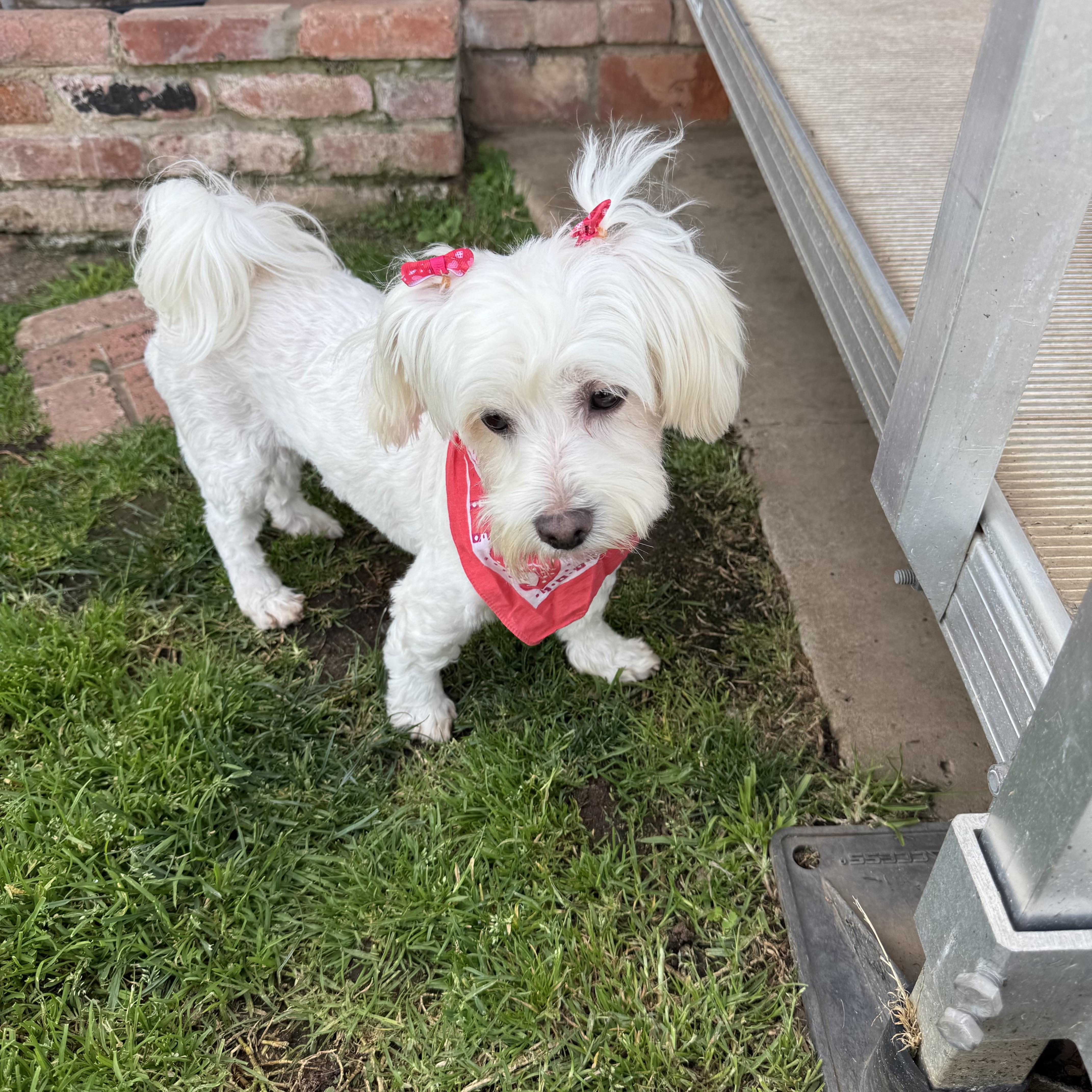 Enlarge Daphne, a Adoptable mixed breed in San Diego, CA image 4/6