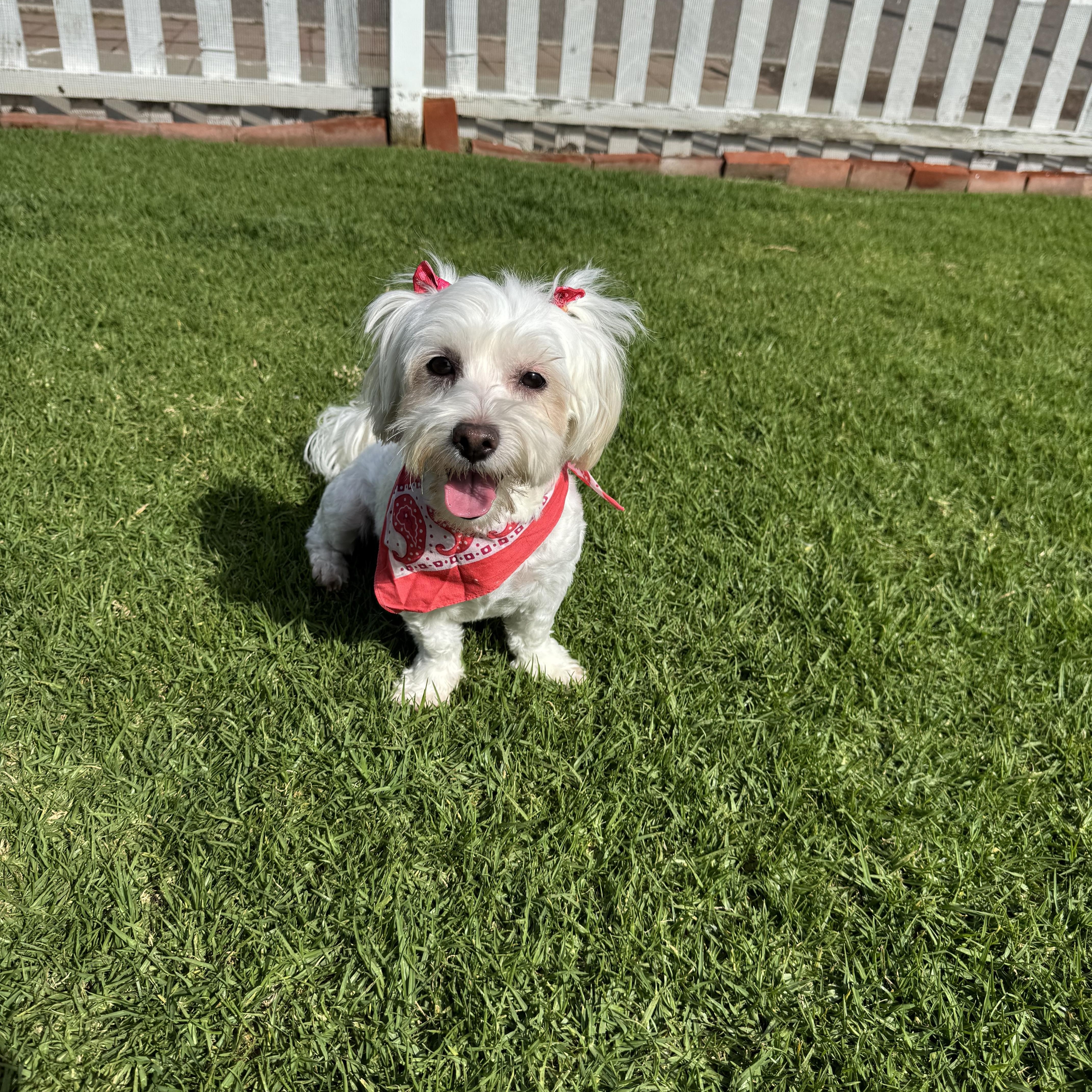 Daphne, Adoptable, Young Female Maltese & Maltipoo.
