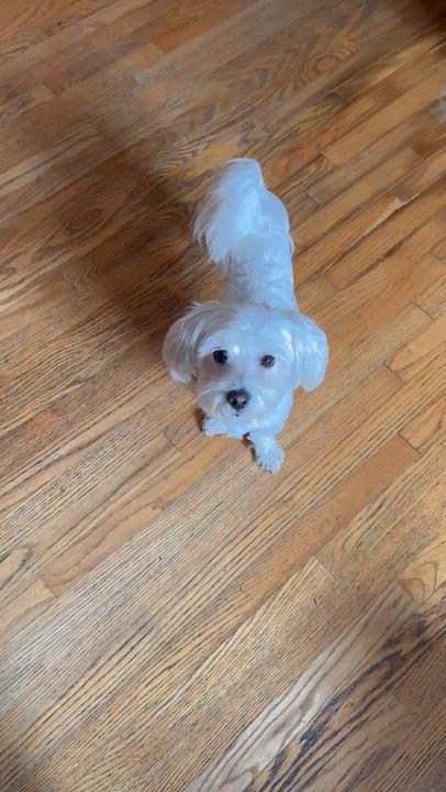 Enlarge Daphne, a Adoptable mixed breed in San Diego, CA video 5/6