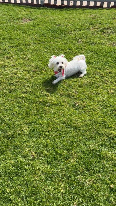Enlarge Daphne, a Adoptable mixed breed in San Diego, CA video 1/6