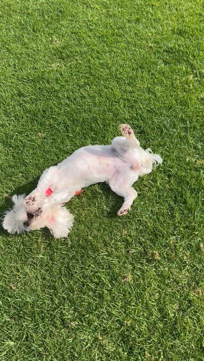 Enlarge Daphne, a Adoptable mixed breed in San Diego, CA video 2/6