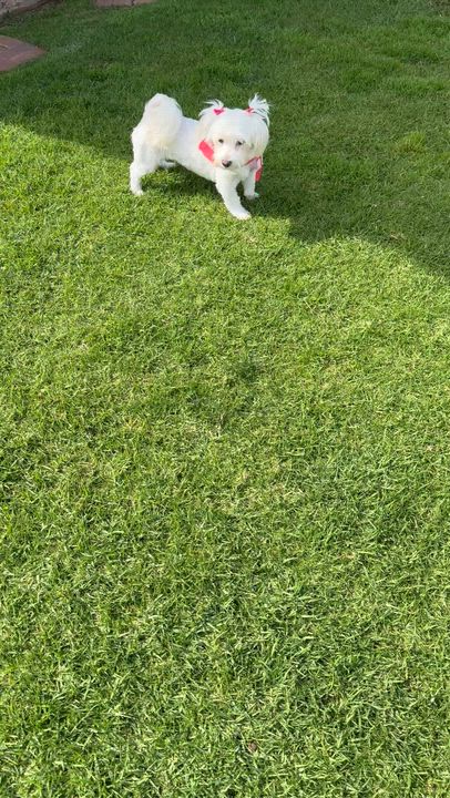 Enlarge Daphne, a Adoptable mixed breed in San Diego, CA video 6/6