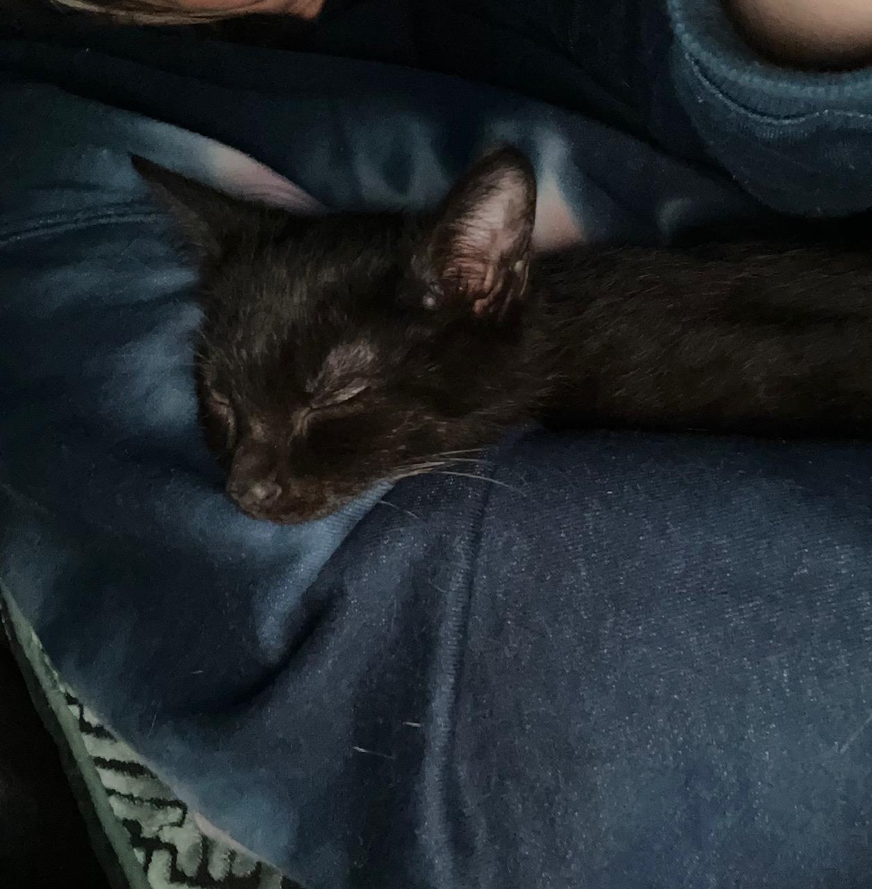 Enlarge Sabrina, an adopted Domestic Short Hair in Louisville, KY image 3/5