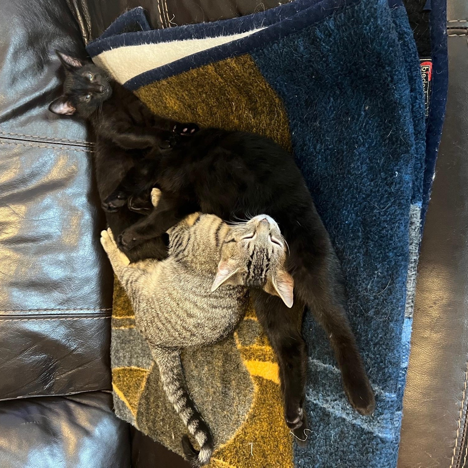 Enlarge Sabrina, an adopted Domestic Short Hair in Louisville, KY image 5/5