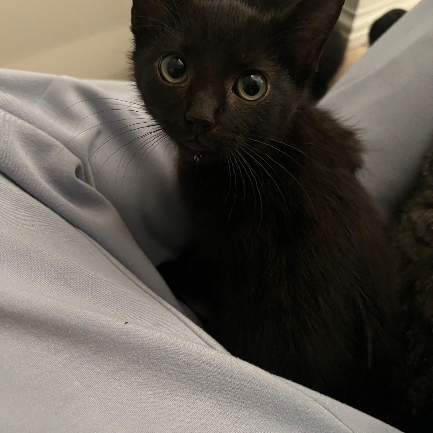 Sabrina, adopted, Kitten Female Domestic Short Hair.