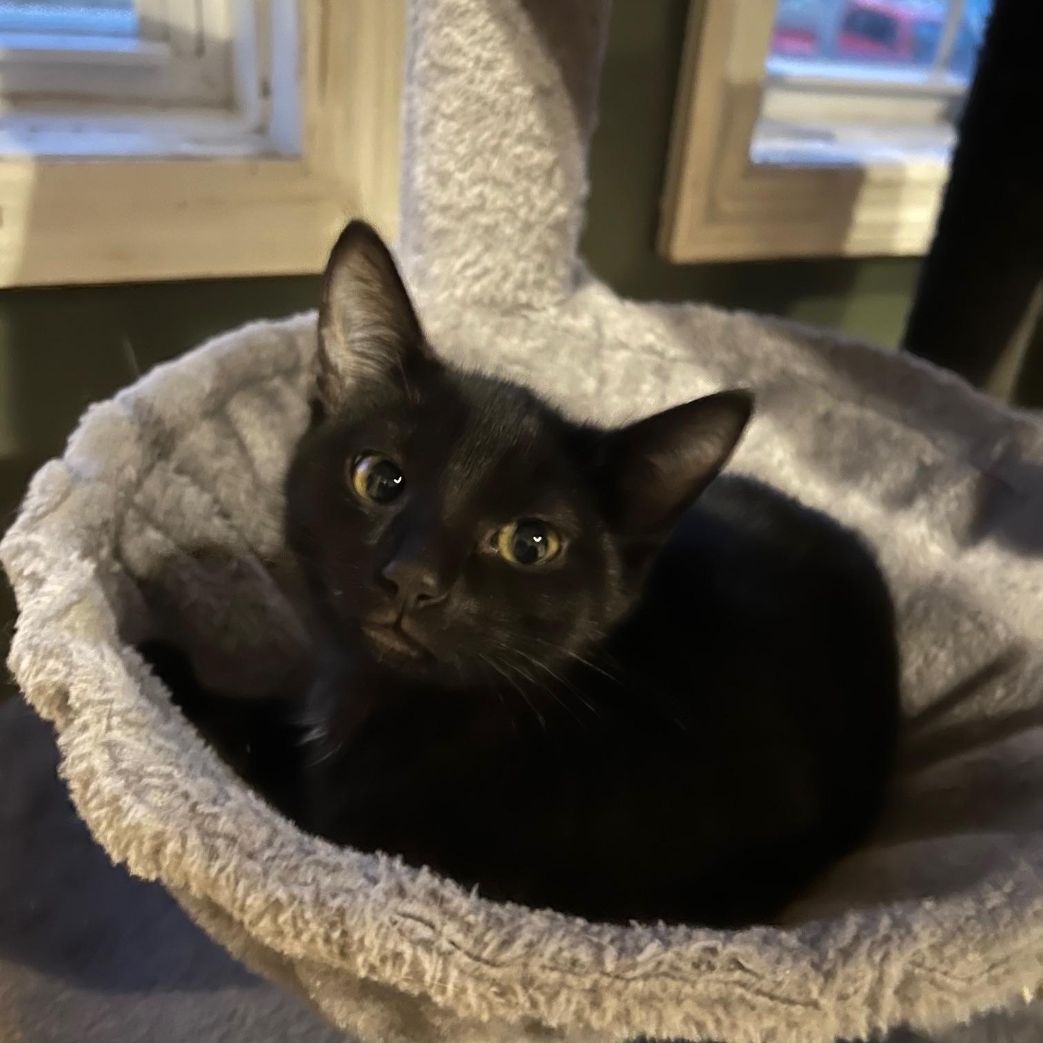 Enlarge Sabrina, an adopted Domestic Short Hair in Louisville, KY image 2/5