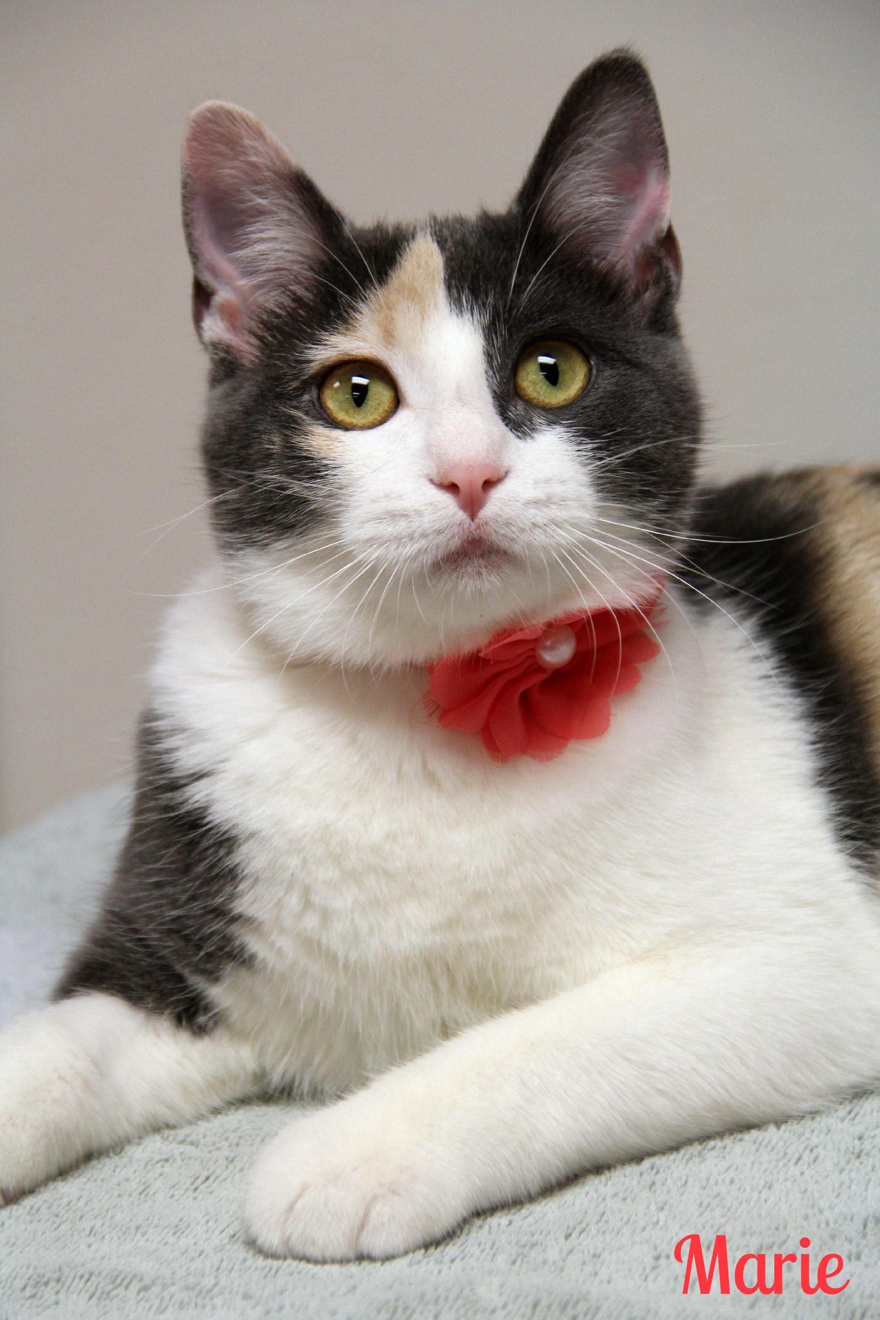Marie, ADOPTABLE, Young Female Domestic Short Hair.